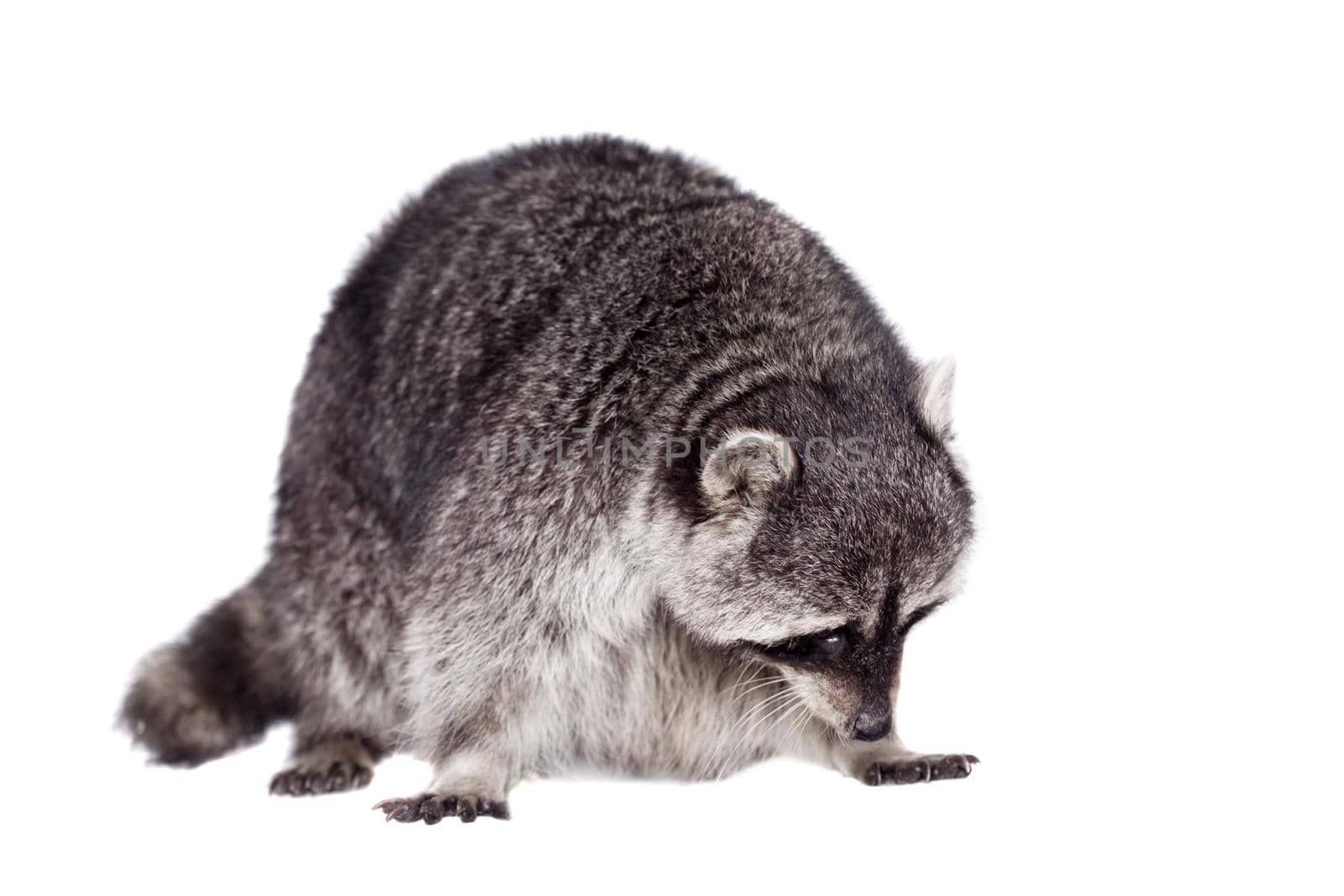 Raccoon, 3 years old, isolated on the white background