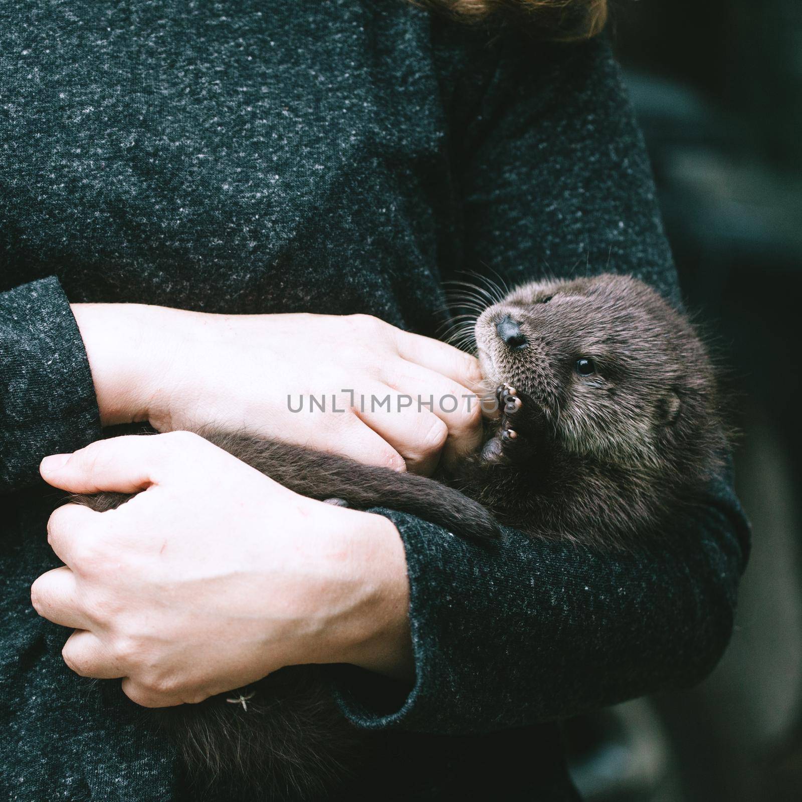 An orphaned European otter cub on hands by RosaJay
