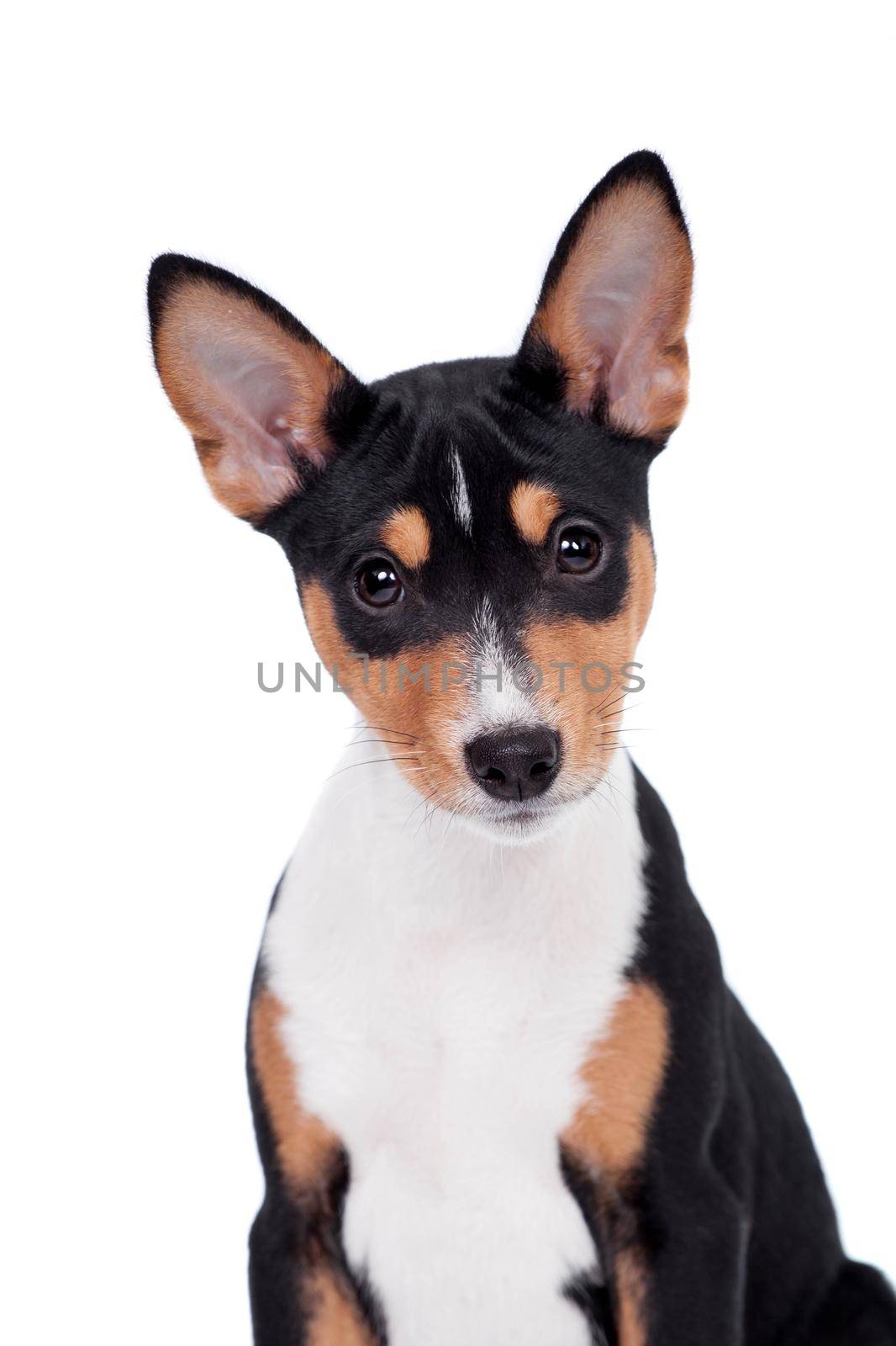 Basenji puppy, 3 month, isolated on the white by RosaJay