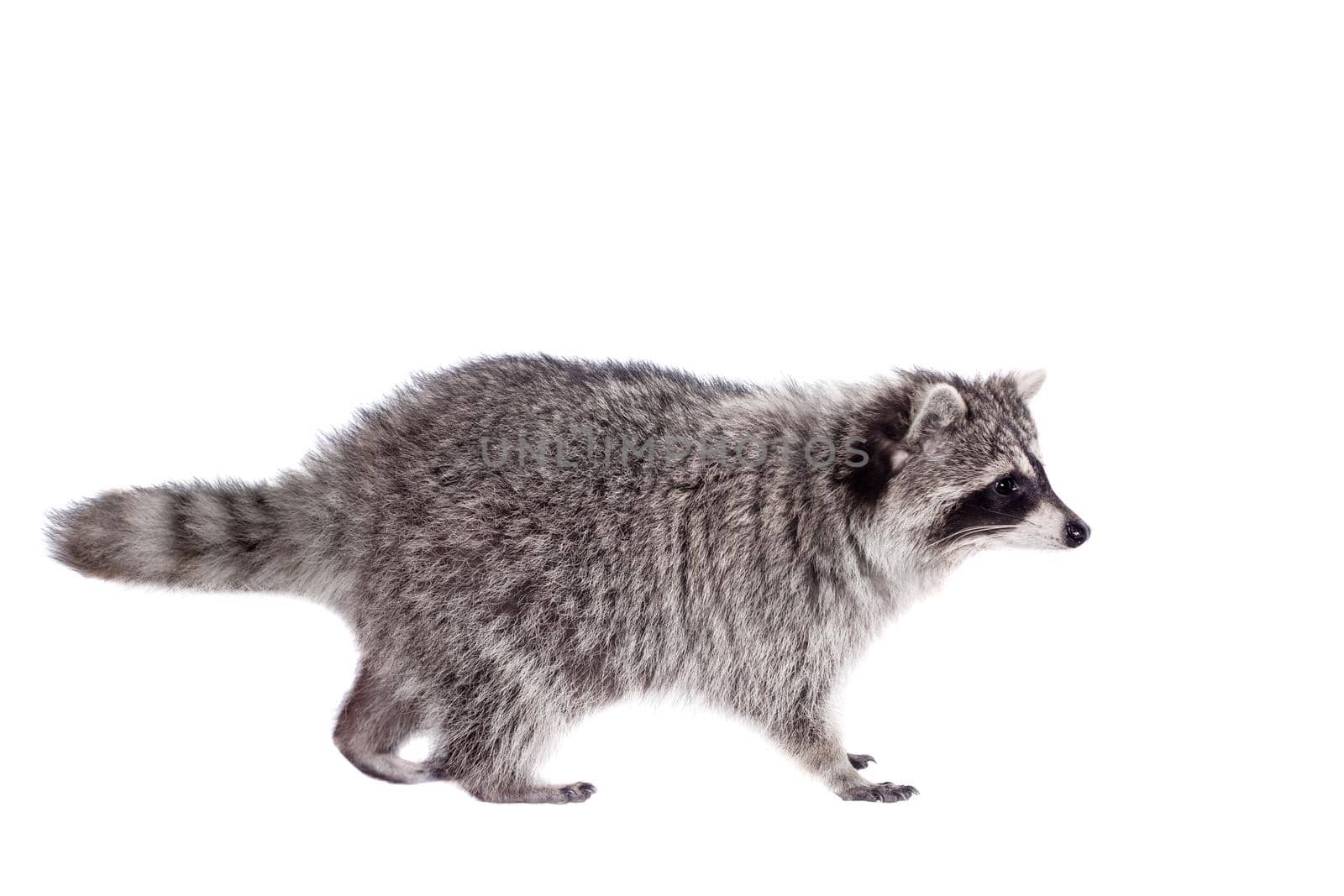 Raccoon, 3 years old, isolated on the white background