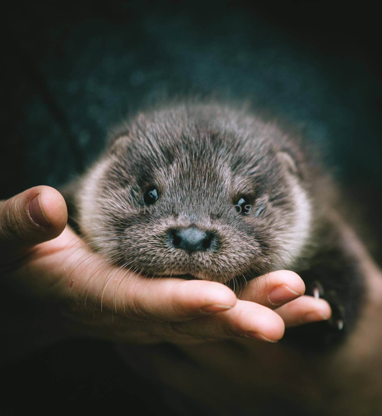 An orphaned European otter cub on hands by RosaJay