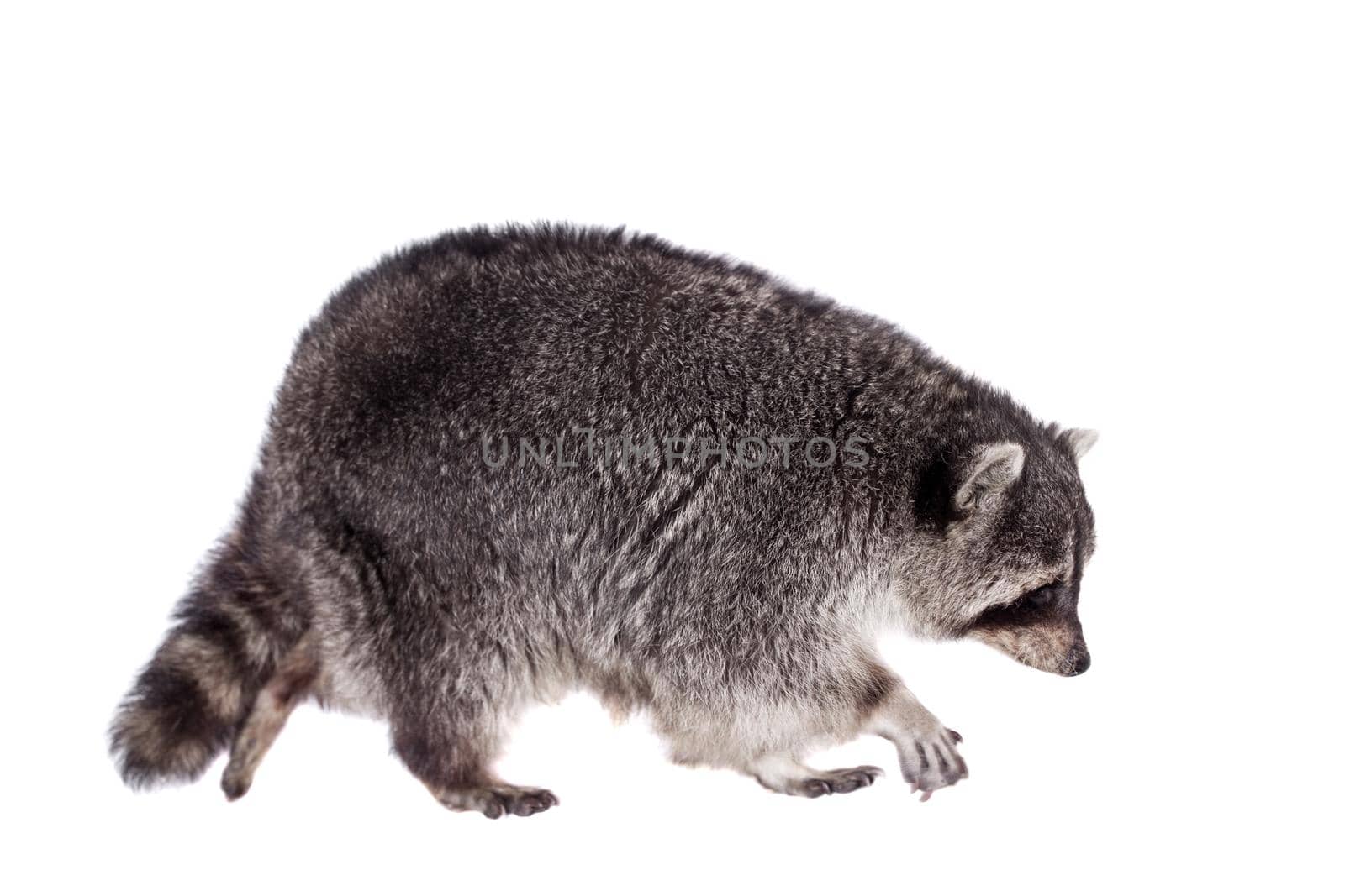 Raccoon, 3 years old, isolated on the white background