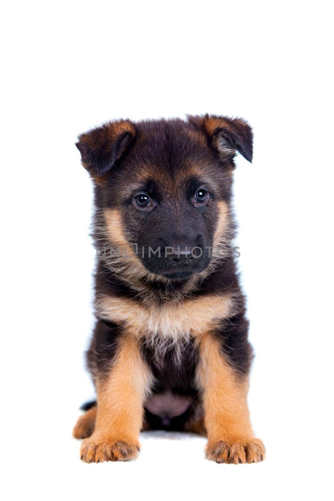 German shepherd puppy by RosaJay