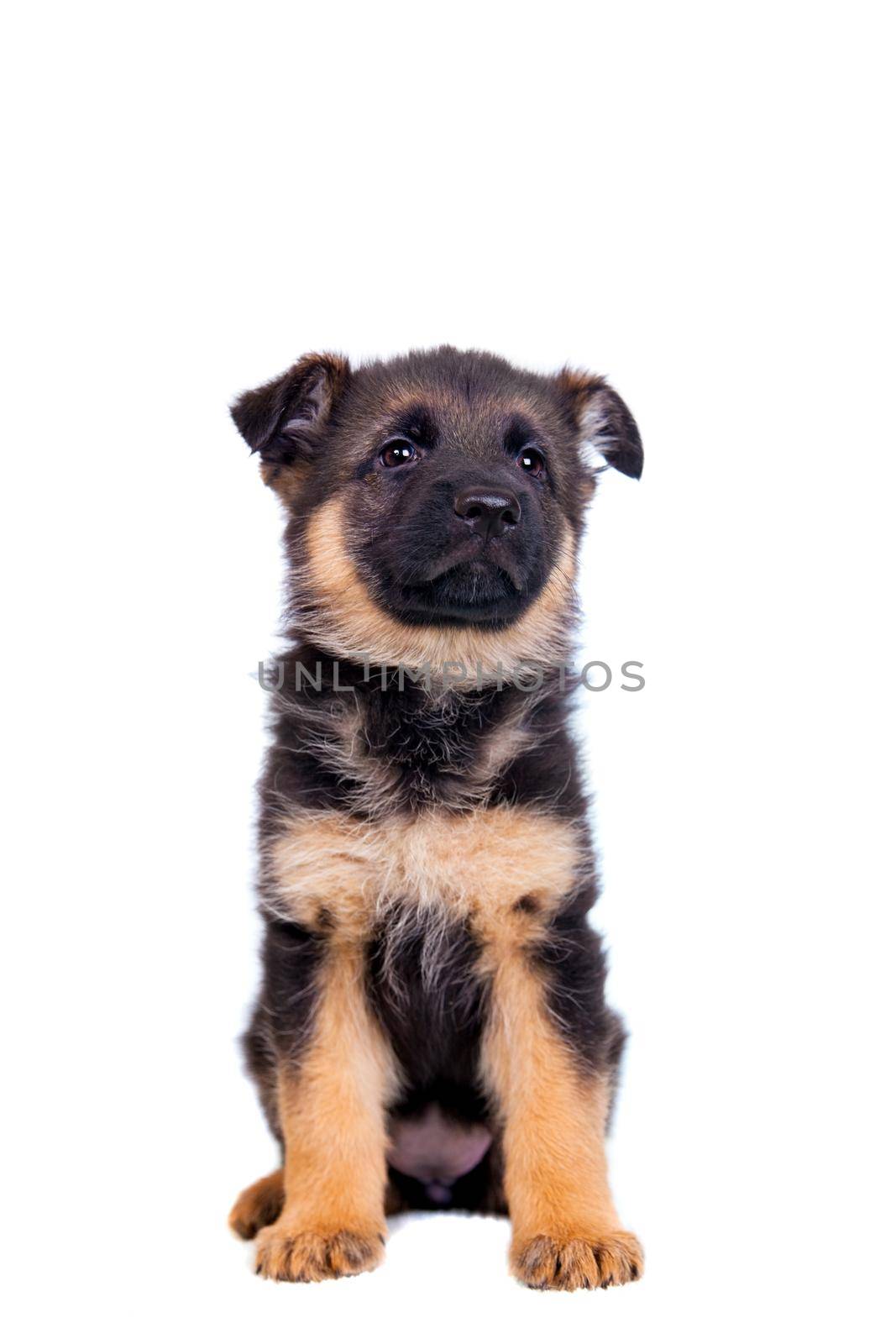 German shepherd puppy by RosaJay