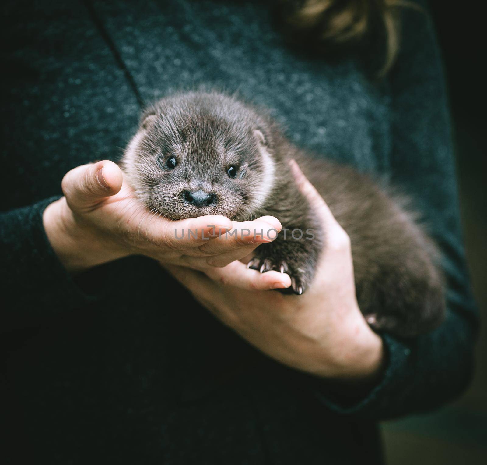 An orphaned European otter cub on hands by RosaJay