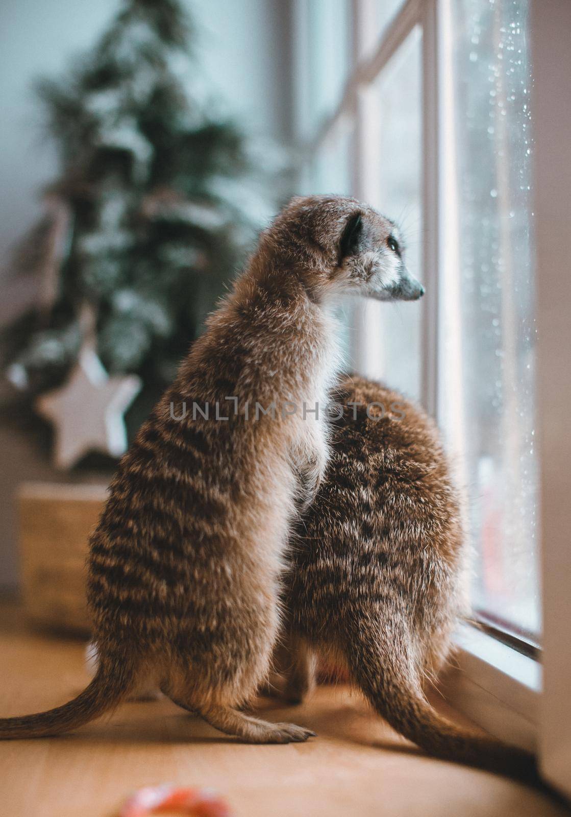 The meerkat or suricate cubs in decorated room with Christmass tree. by RosaJay