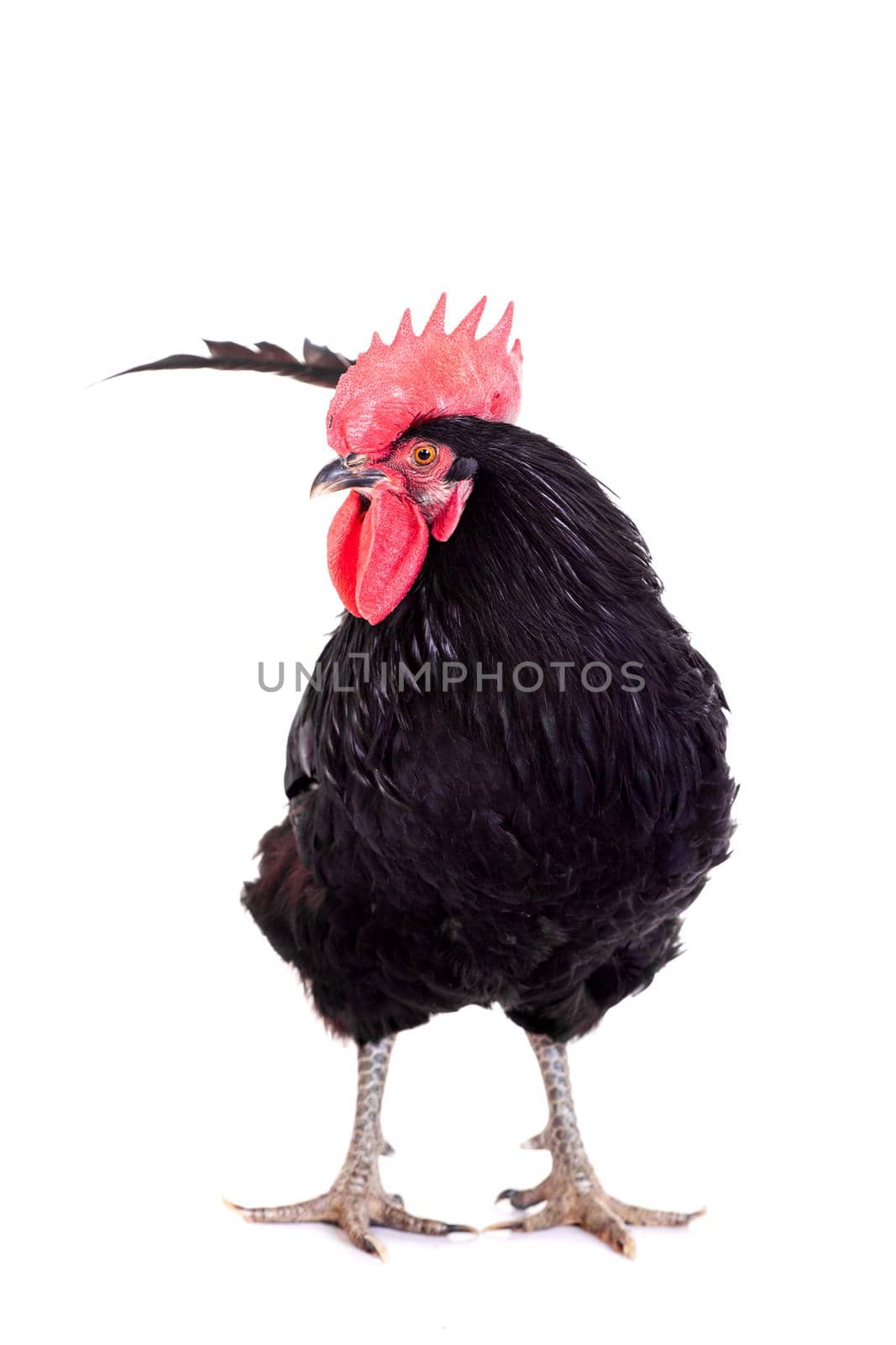 Black rooster on white by RosaJay