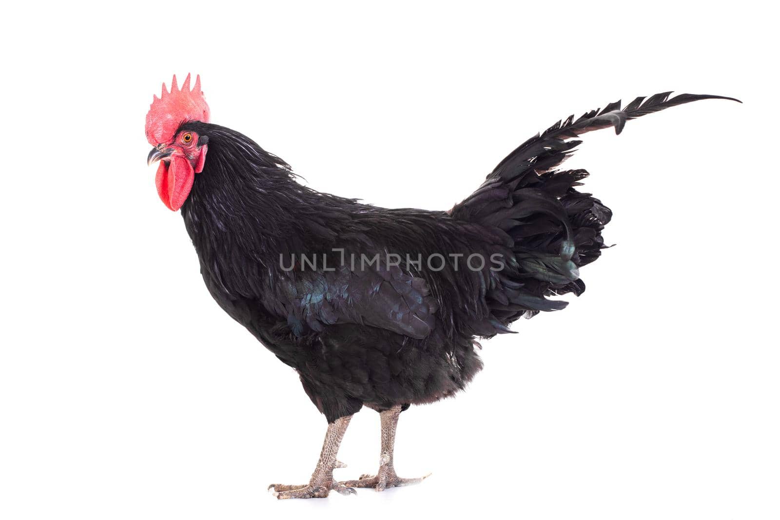 Black rooster isolated on a white background