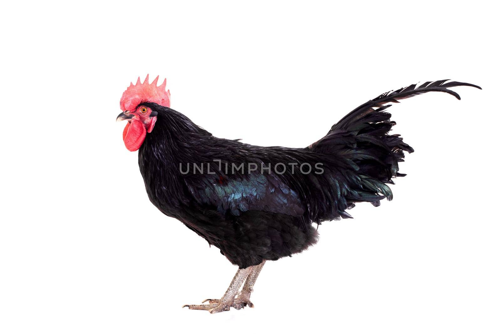 Black rooster isolated on a white background