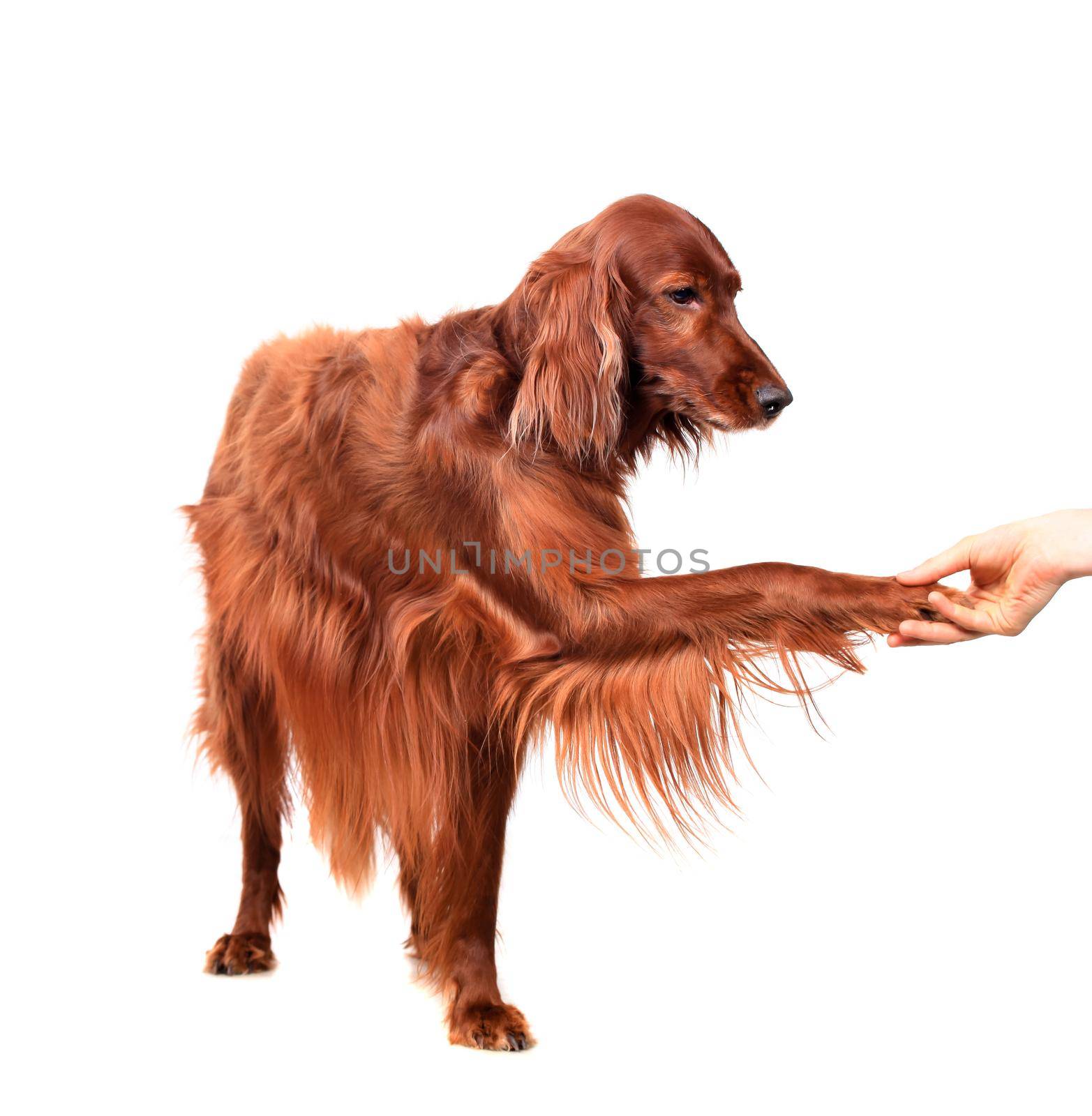 Irish Red Setter on white background by RosaJay