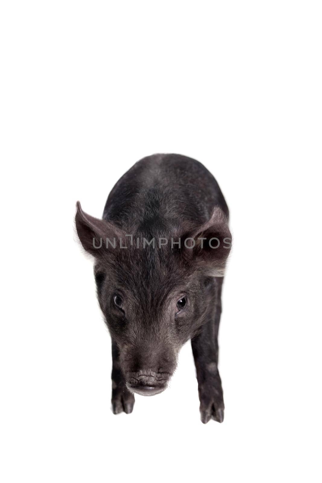 Little black piggy isolated on the white background