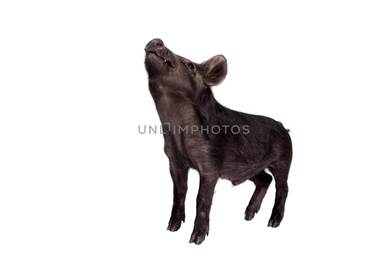 Black piggy isolated on white by RosaJay