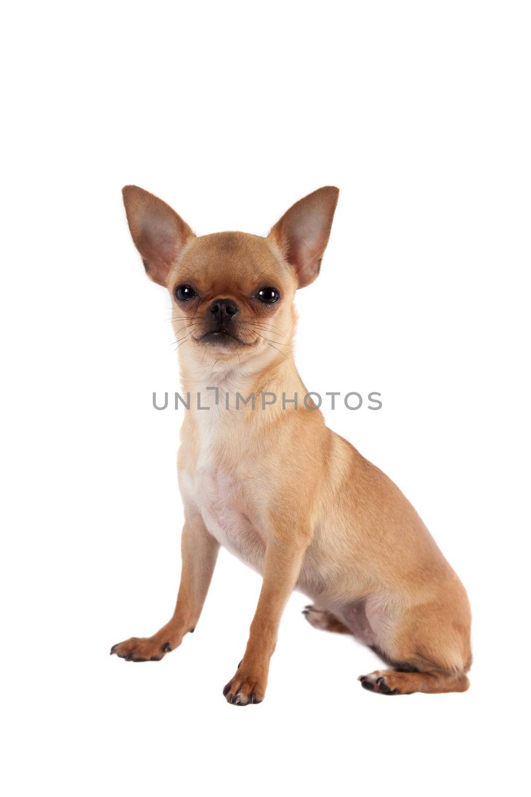 Chihuahua, 7 month old, on the white background by RosaJay