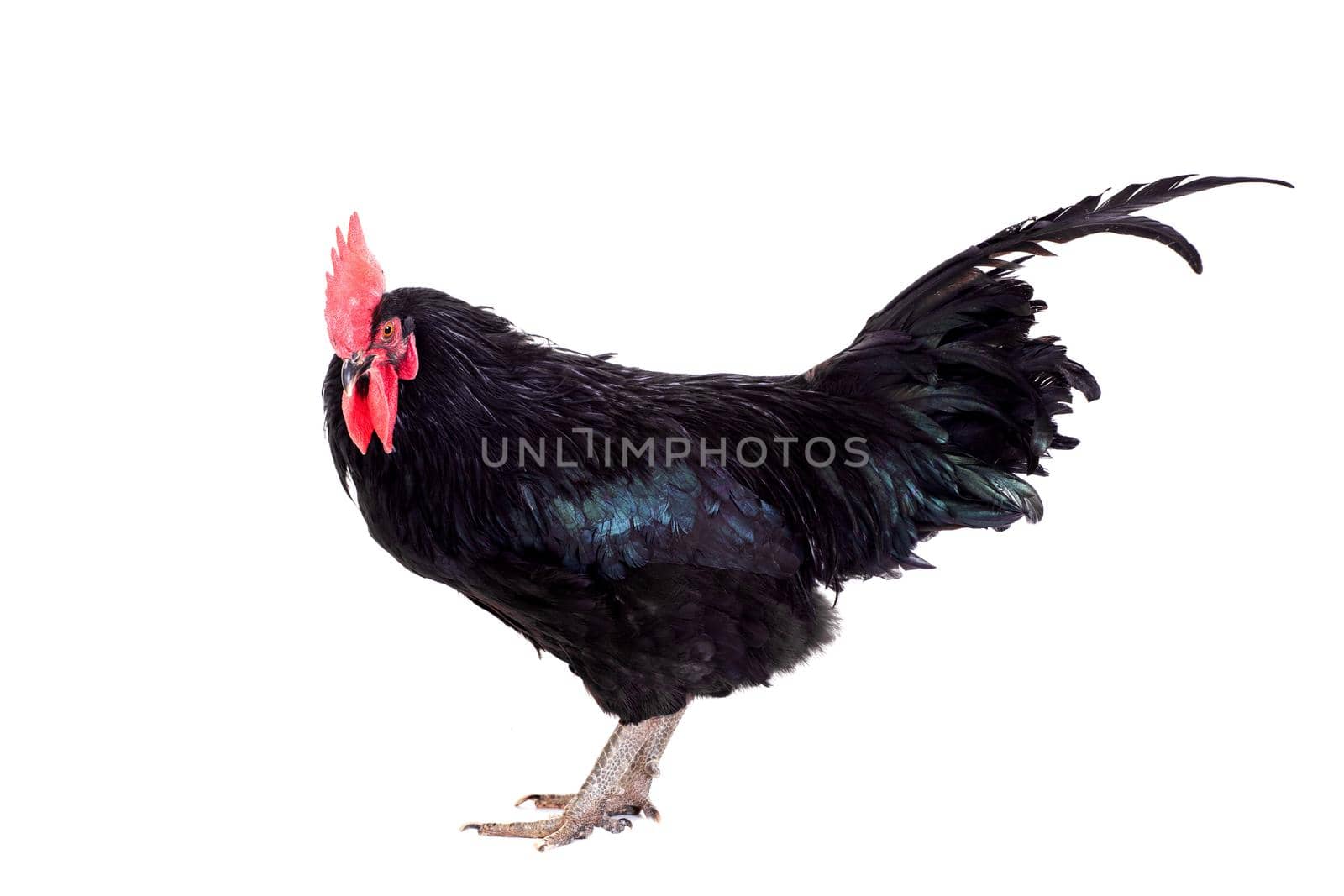 Black rooster isolated on a white background