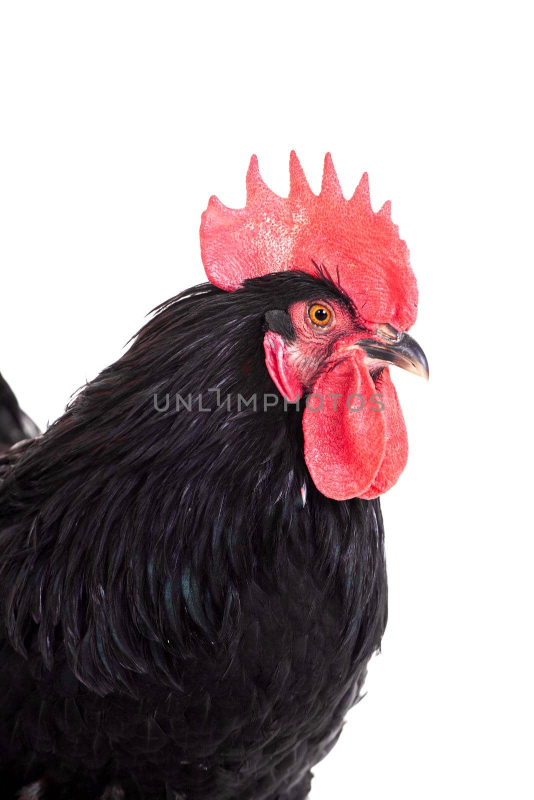 Black rooster isolated on a white background