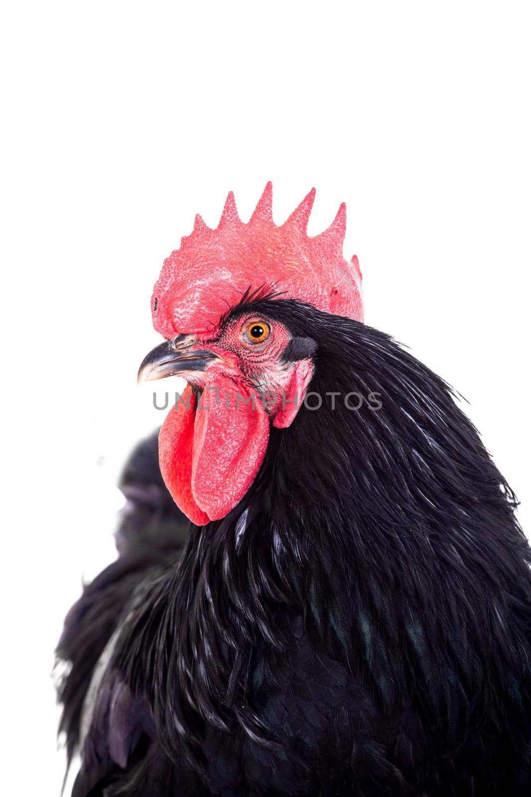 Black rooster isolated on a white background