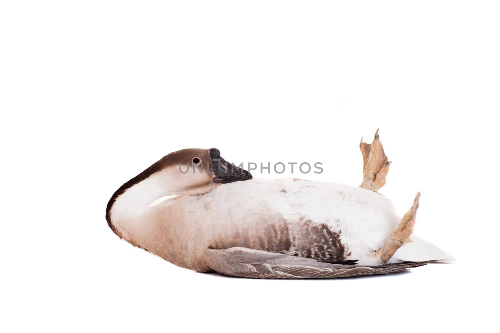 Brown domestic goose on white by RosaJay