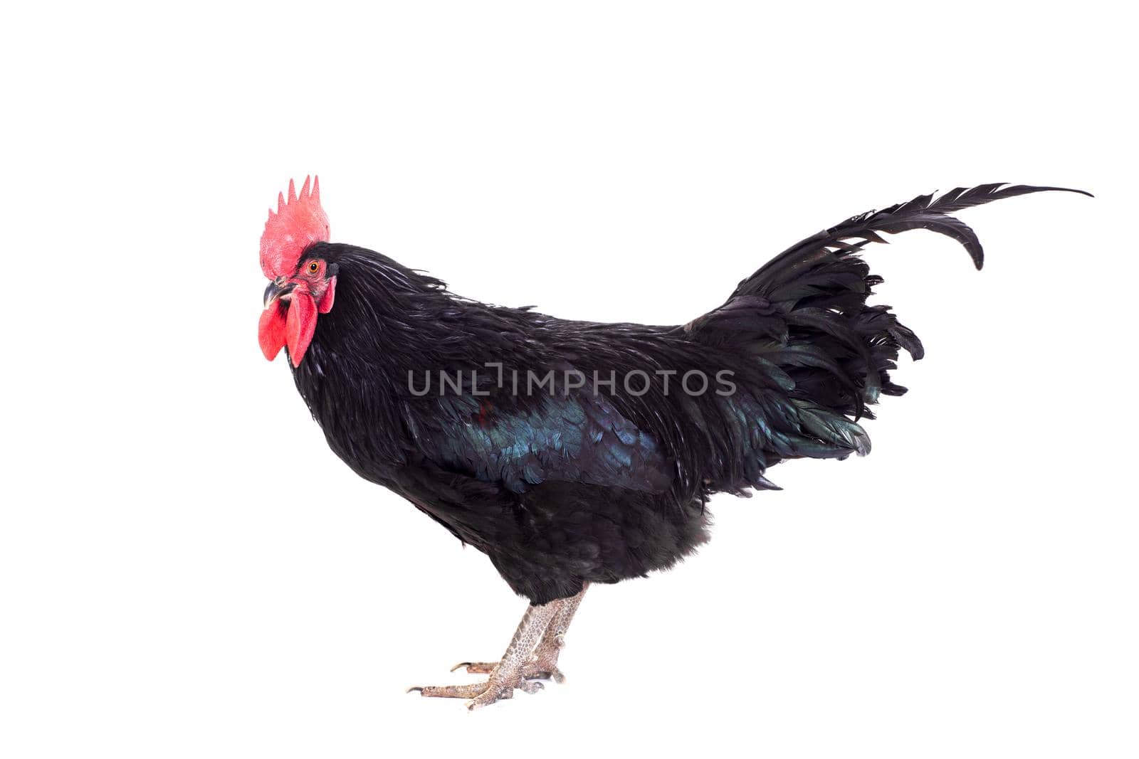 Black rooster on white by RosaJay