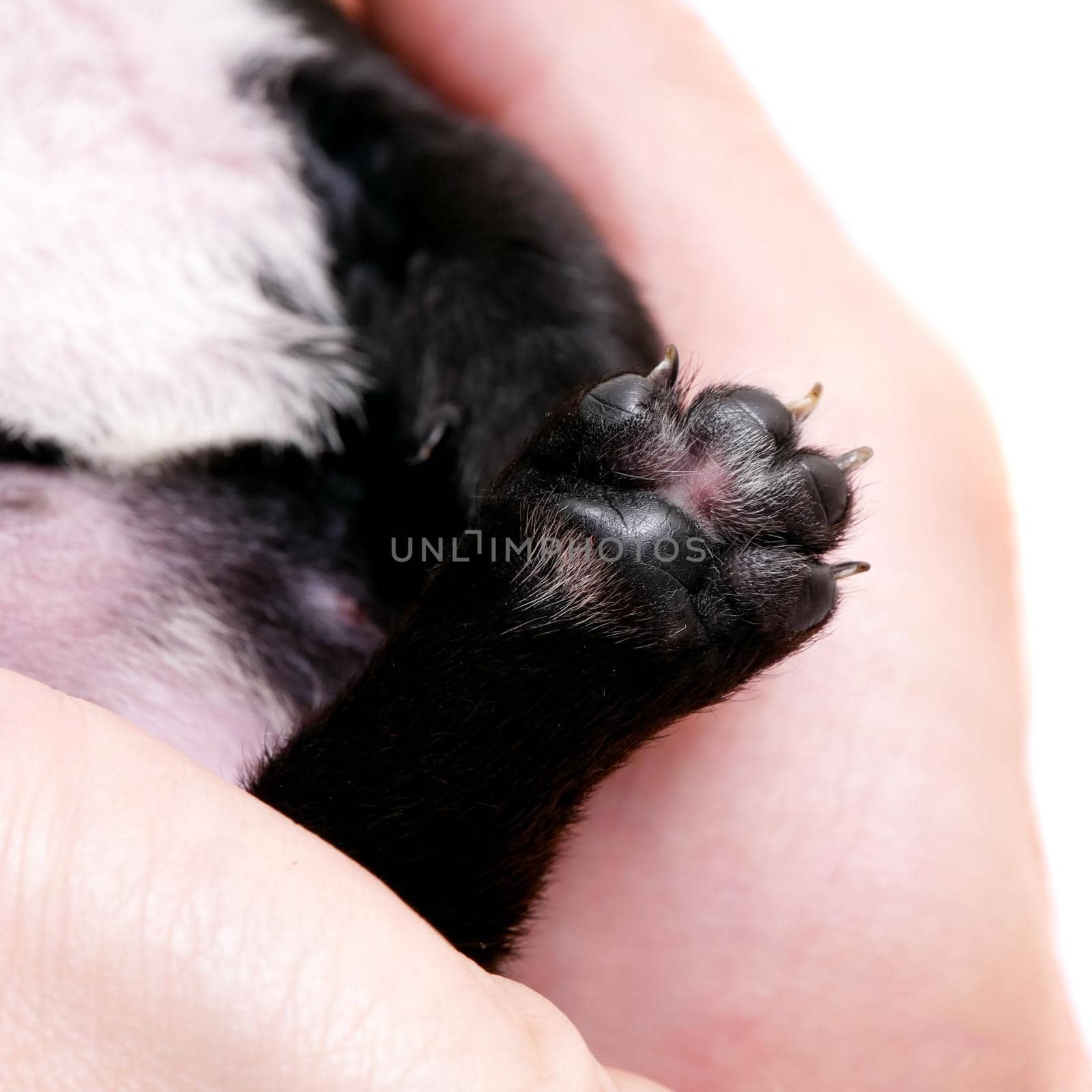 French bulldog, 3 weeks old, puppy on white by RosaJay