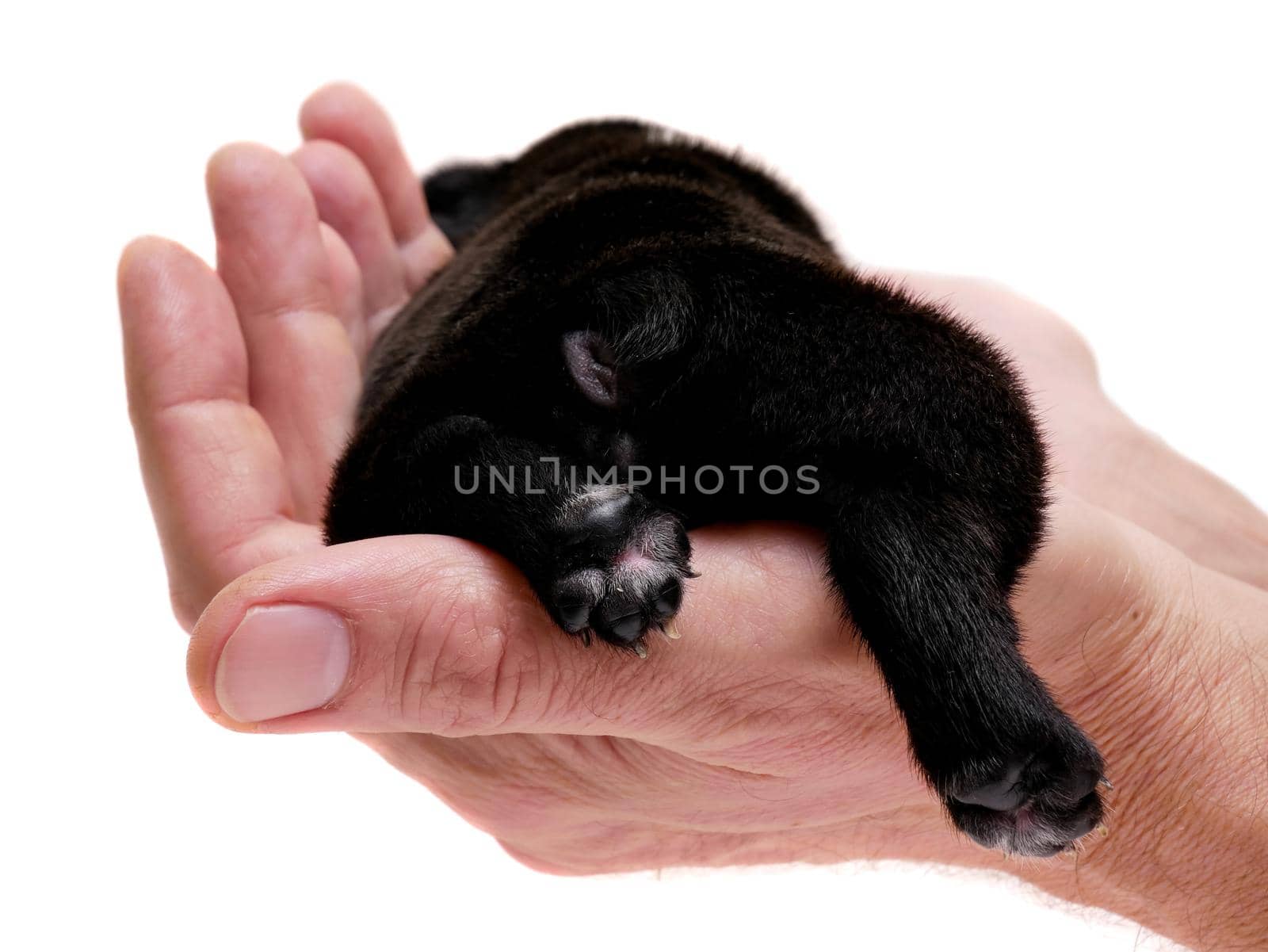 French bulldog puppy, 3 weeks old, isolated on white background