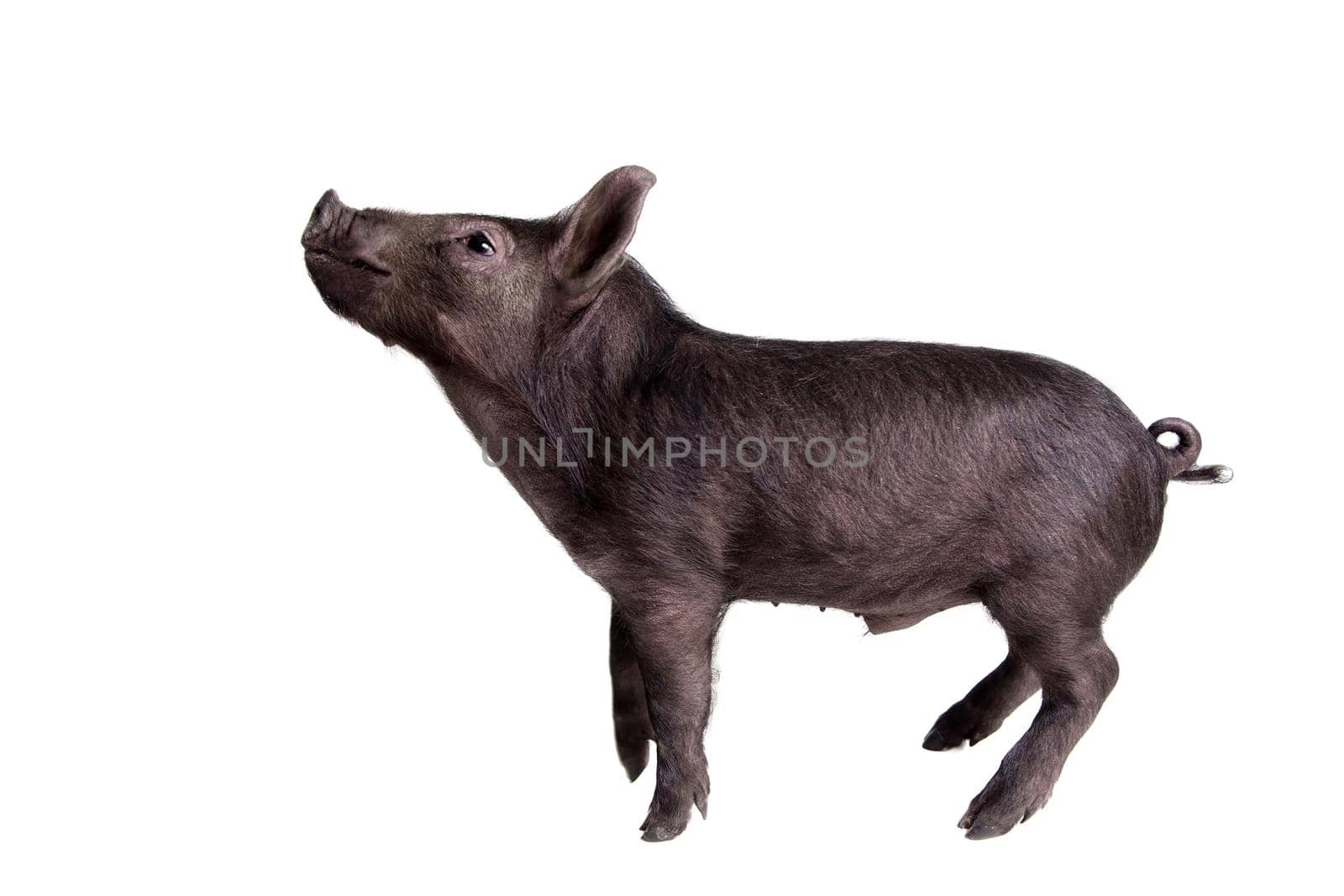 Little black piggy isolated on the white background