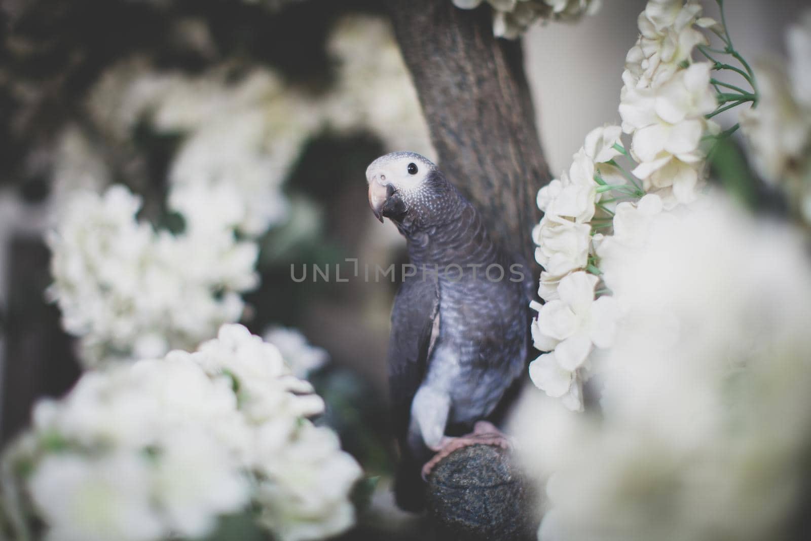 African Grey Parrot, Psittacus erithacus timneh, on a tree with white flowers