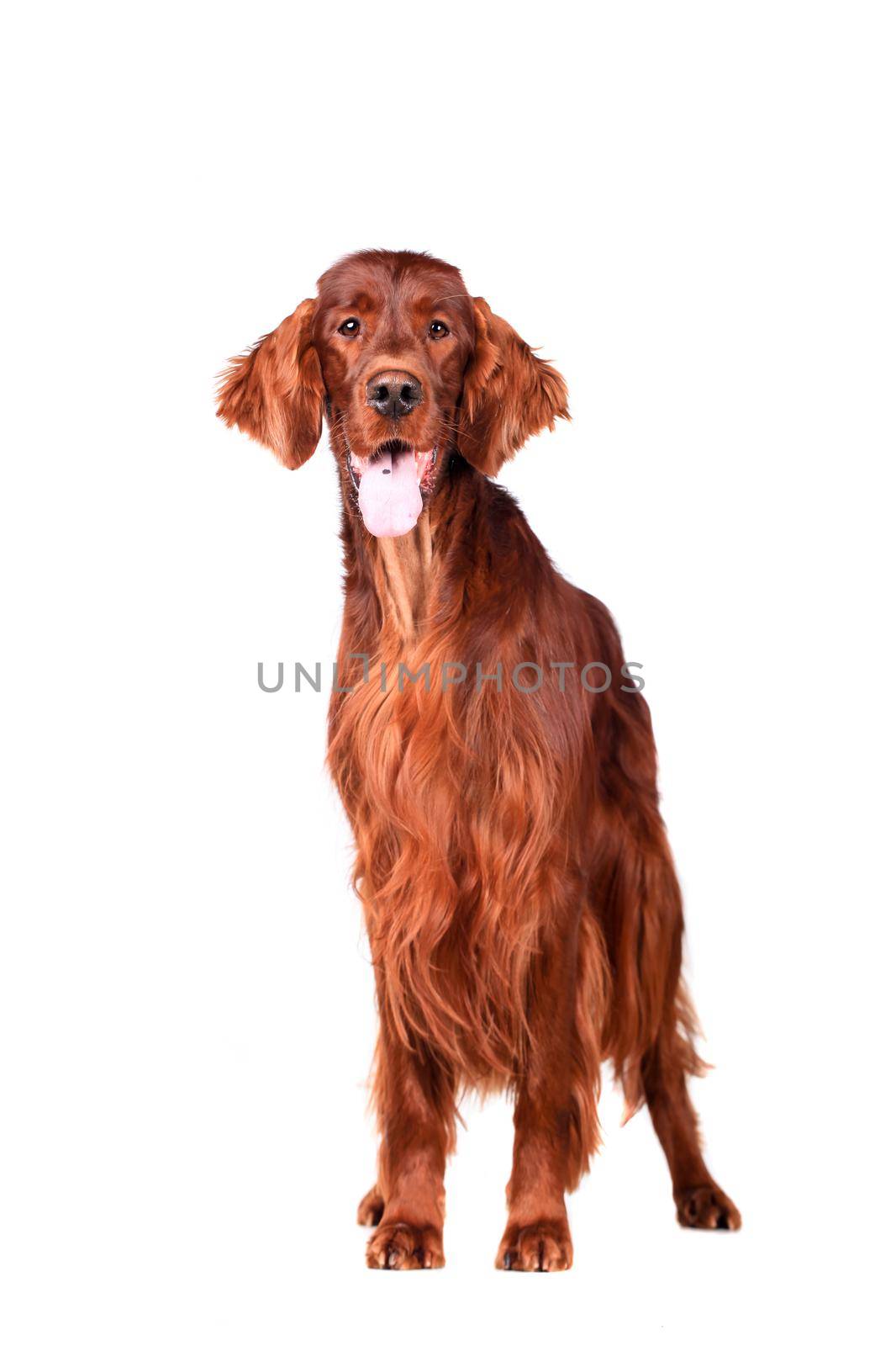 Beautyfull Irish Red Setter isolated on white background