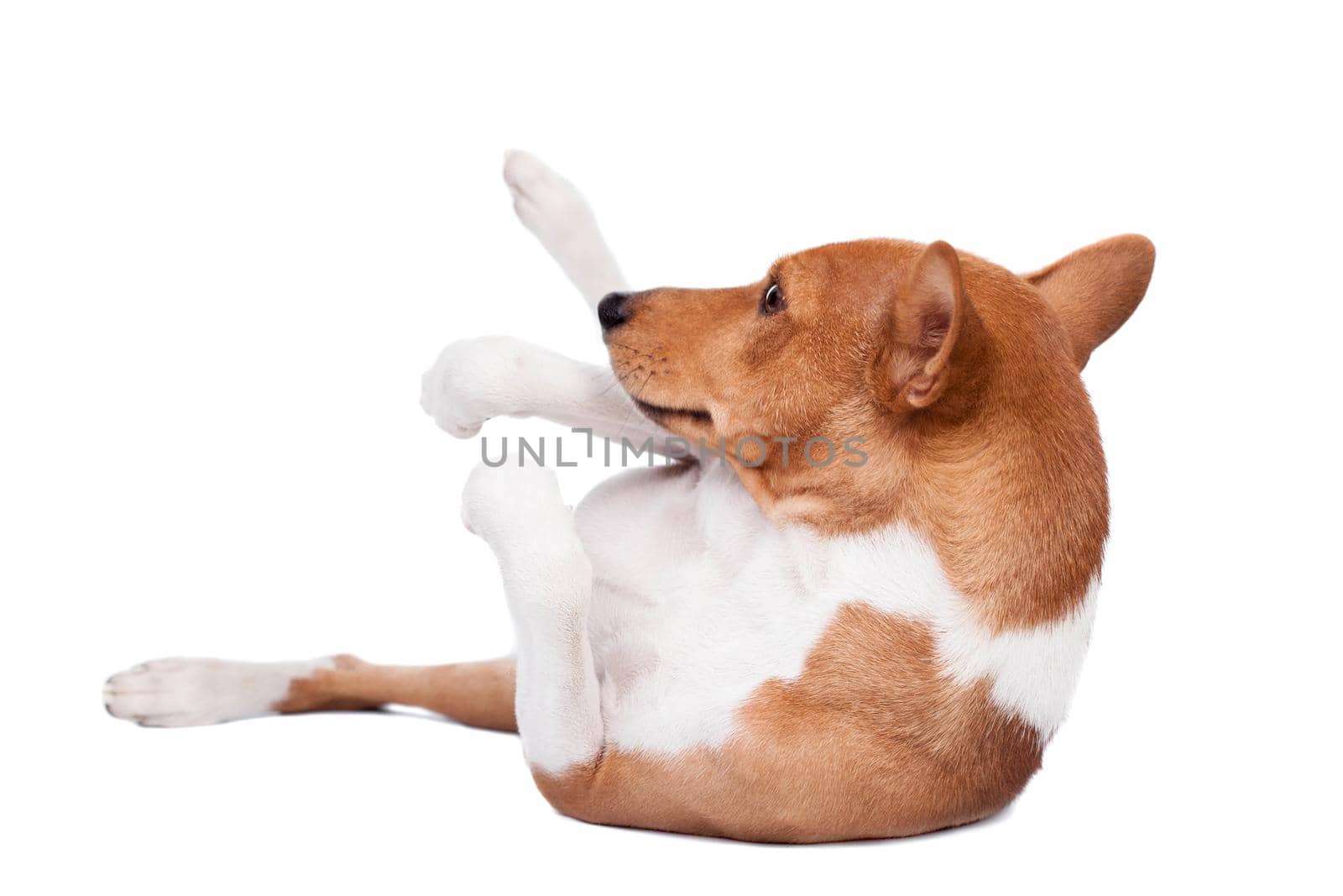 Basenji dog isolated on white by RosaJay