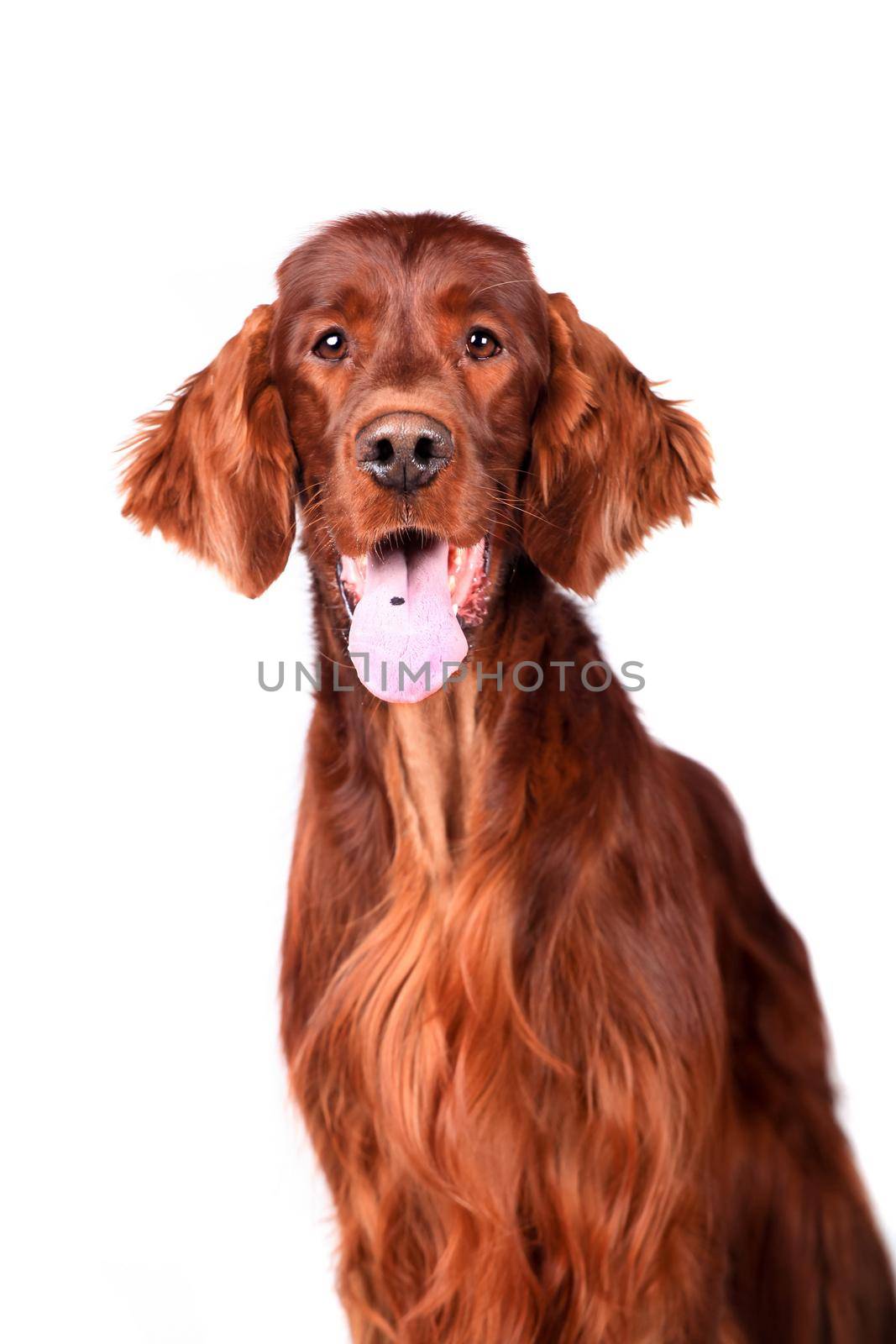 Irish Red Setter on white background by RosaJay