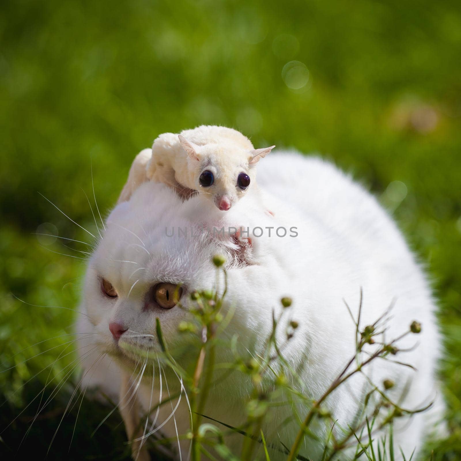 White Scottish Fold cat with white sugar glider on grass by RosaJay