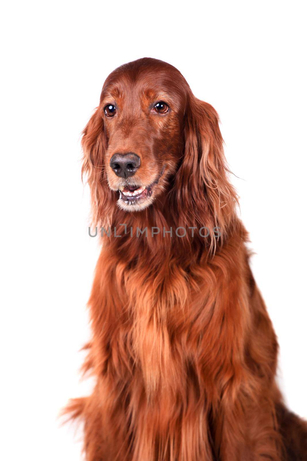 Beautyfull Irish Red Setter isolated on white background