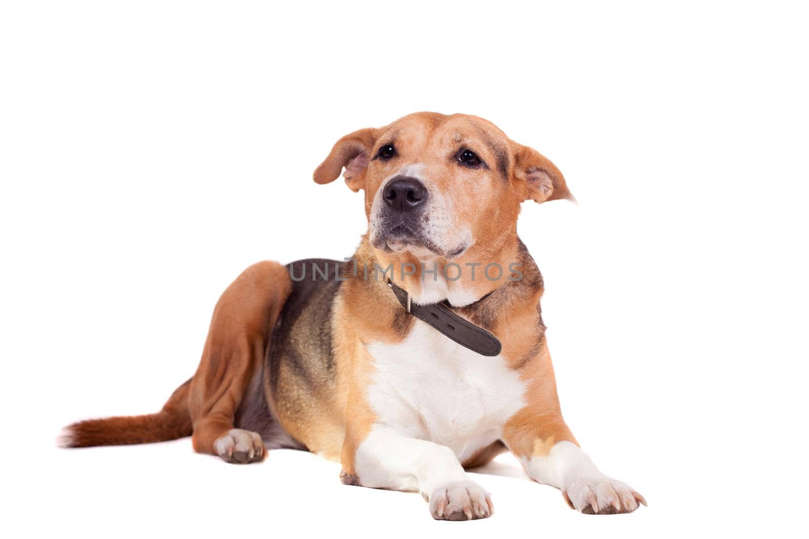 Mixed breed dog, half russian hound and Pit bull isolated on the white background