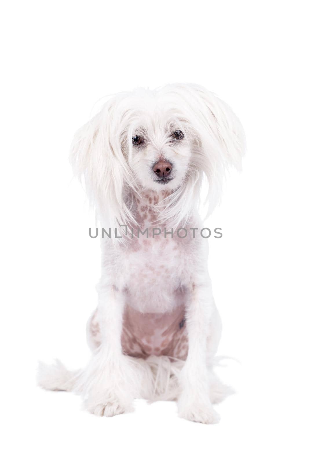 Chinese crested dog isolated on white background