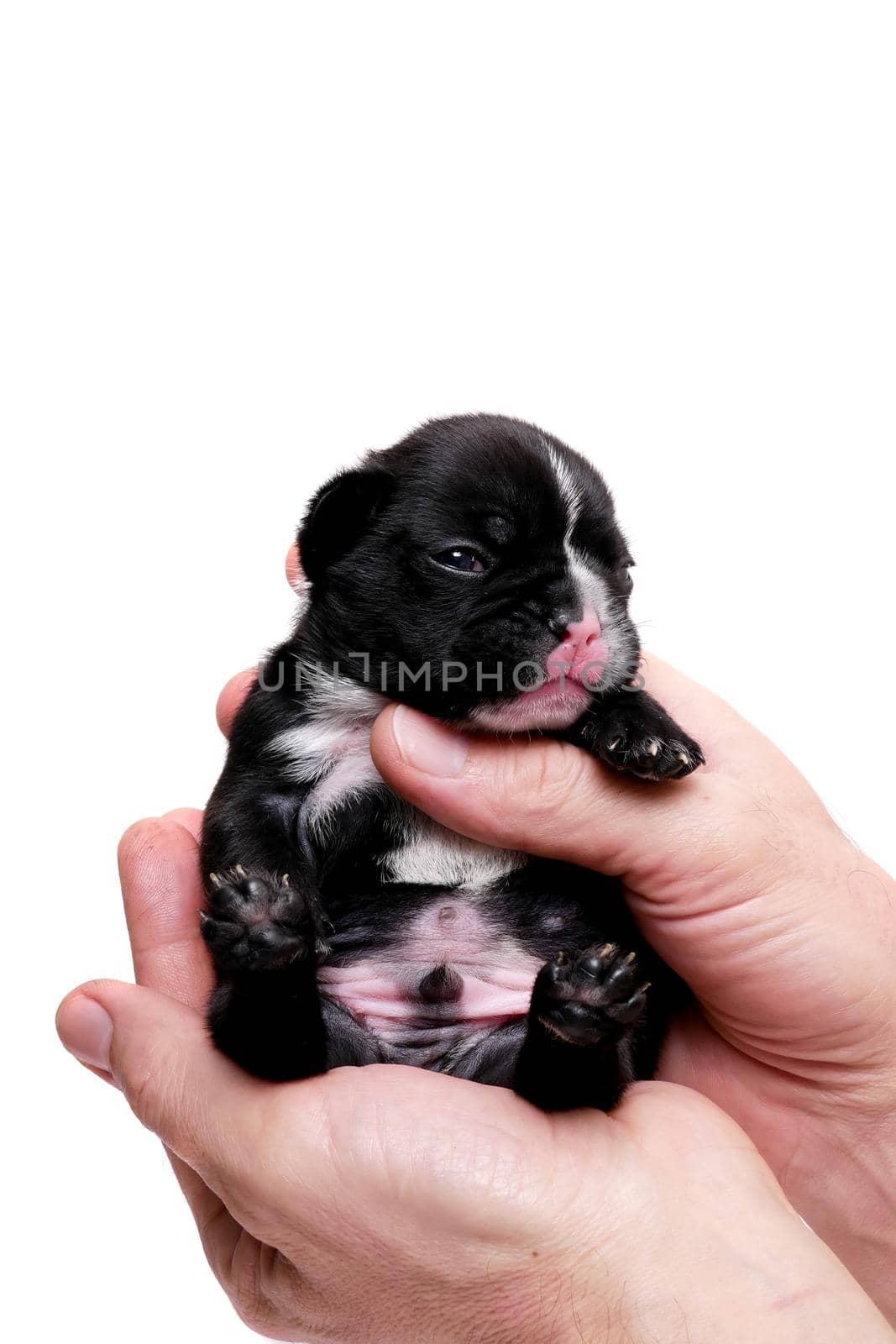 French bulldog, 3 weeks old, puppy on white by RosaJay