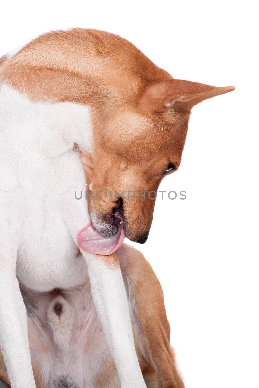 Pranksome red basenji isolated on white background