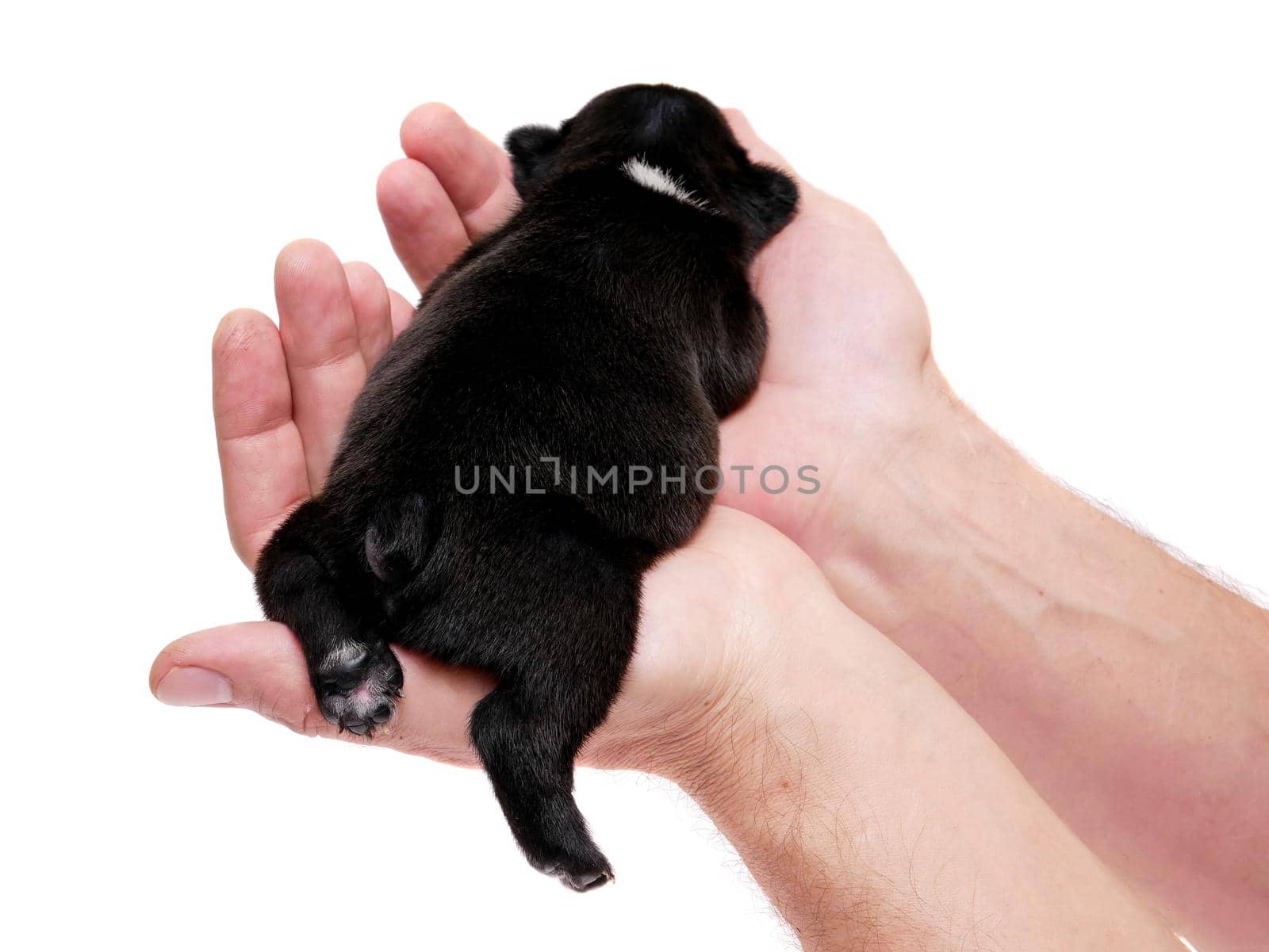French bulldog puppy, 3 weeks old, isolated on white background