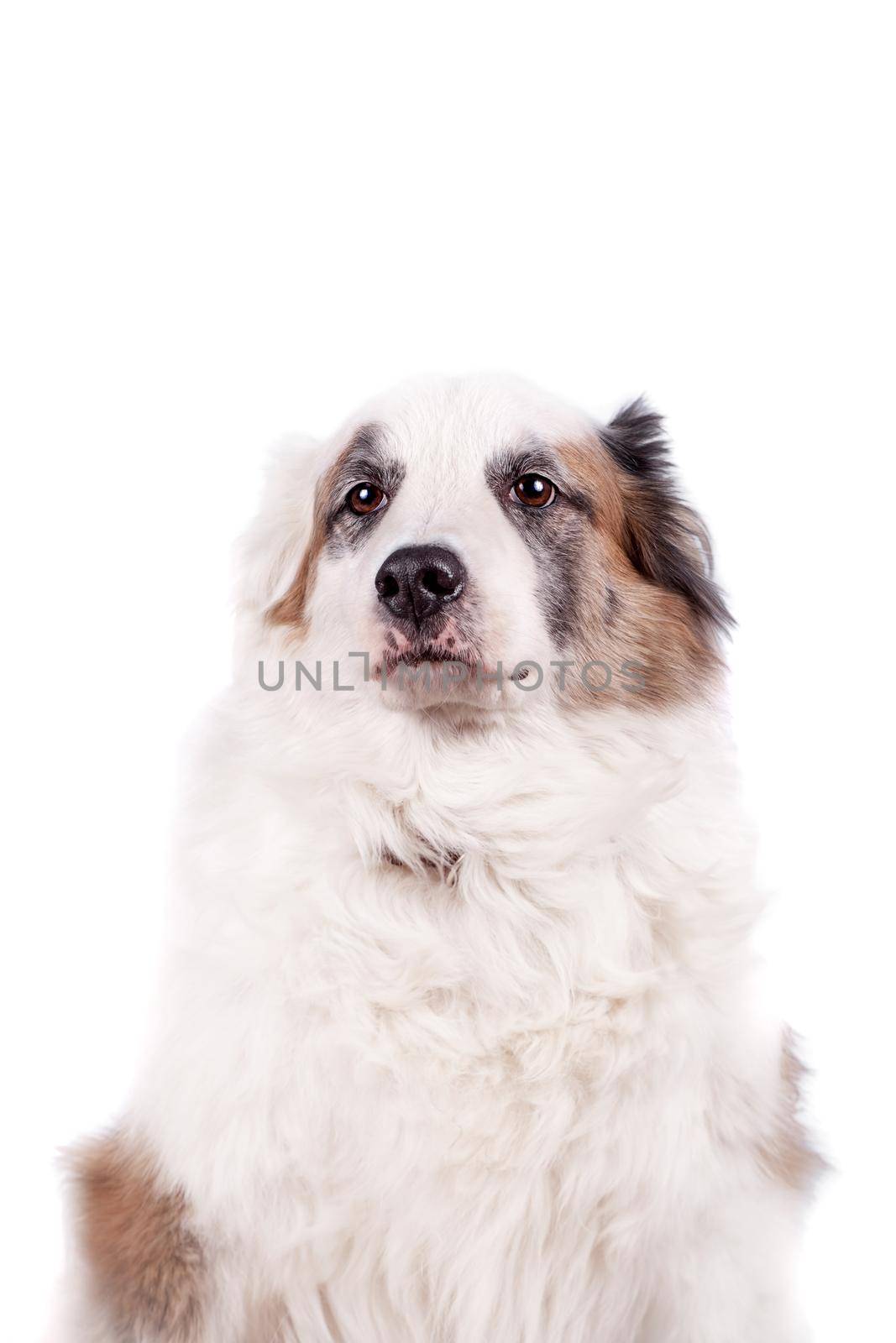 Mixed breed dog on white by RosaJay