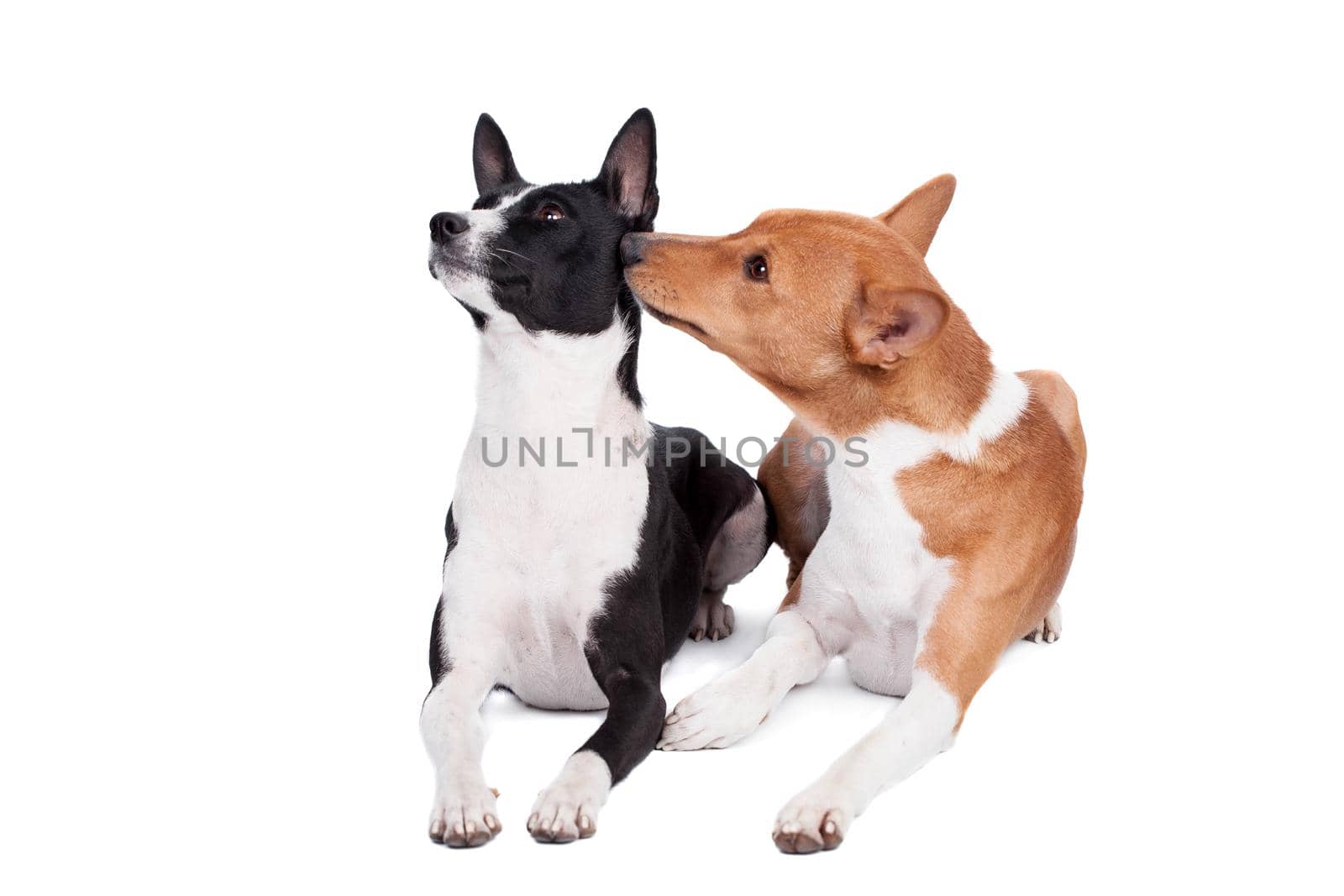 Two Basenjis isolated on the white background