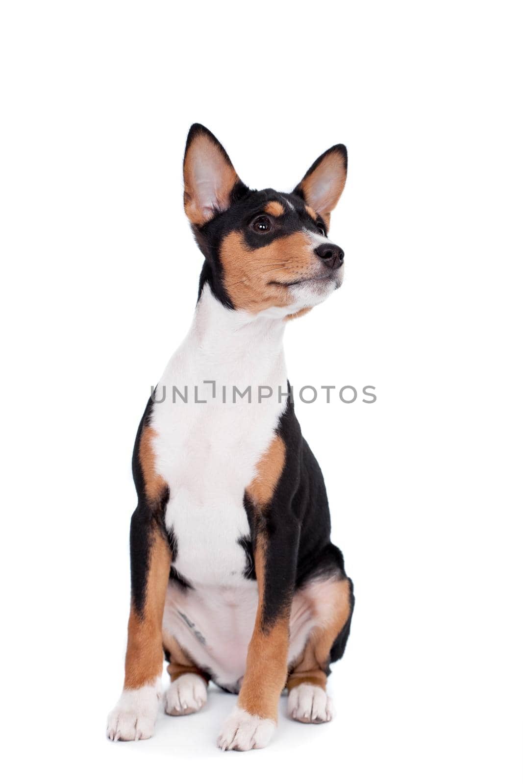 Little Basenji puppy, 3 month old, on the white background