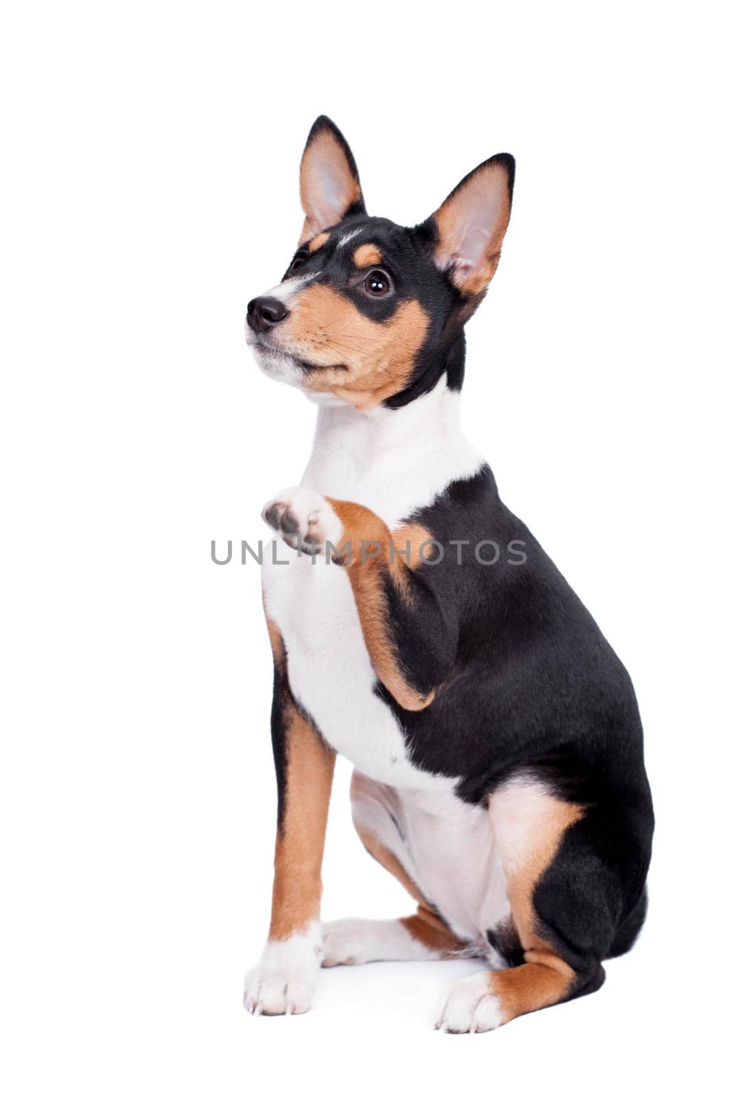 Basenji puppy, 3 month, isolated on the white by RosaJay
