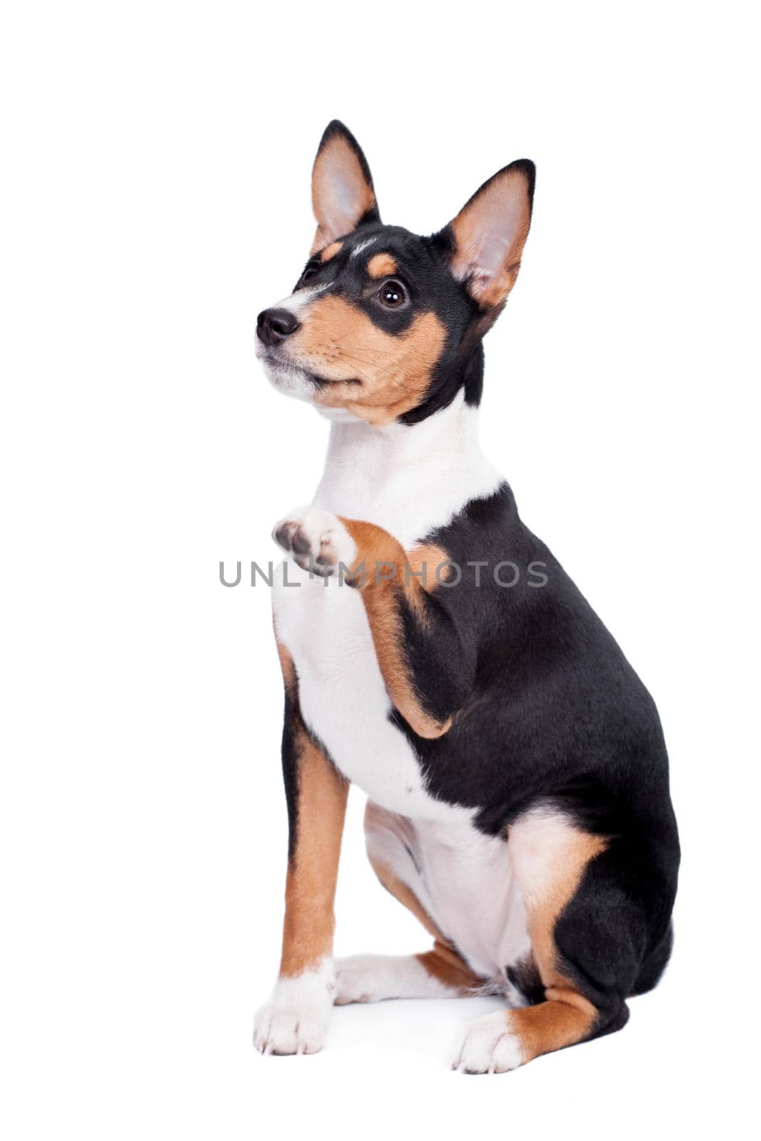 Little Basenji puppy, 3 month old, on the white background