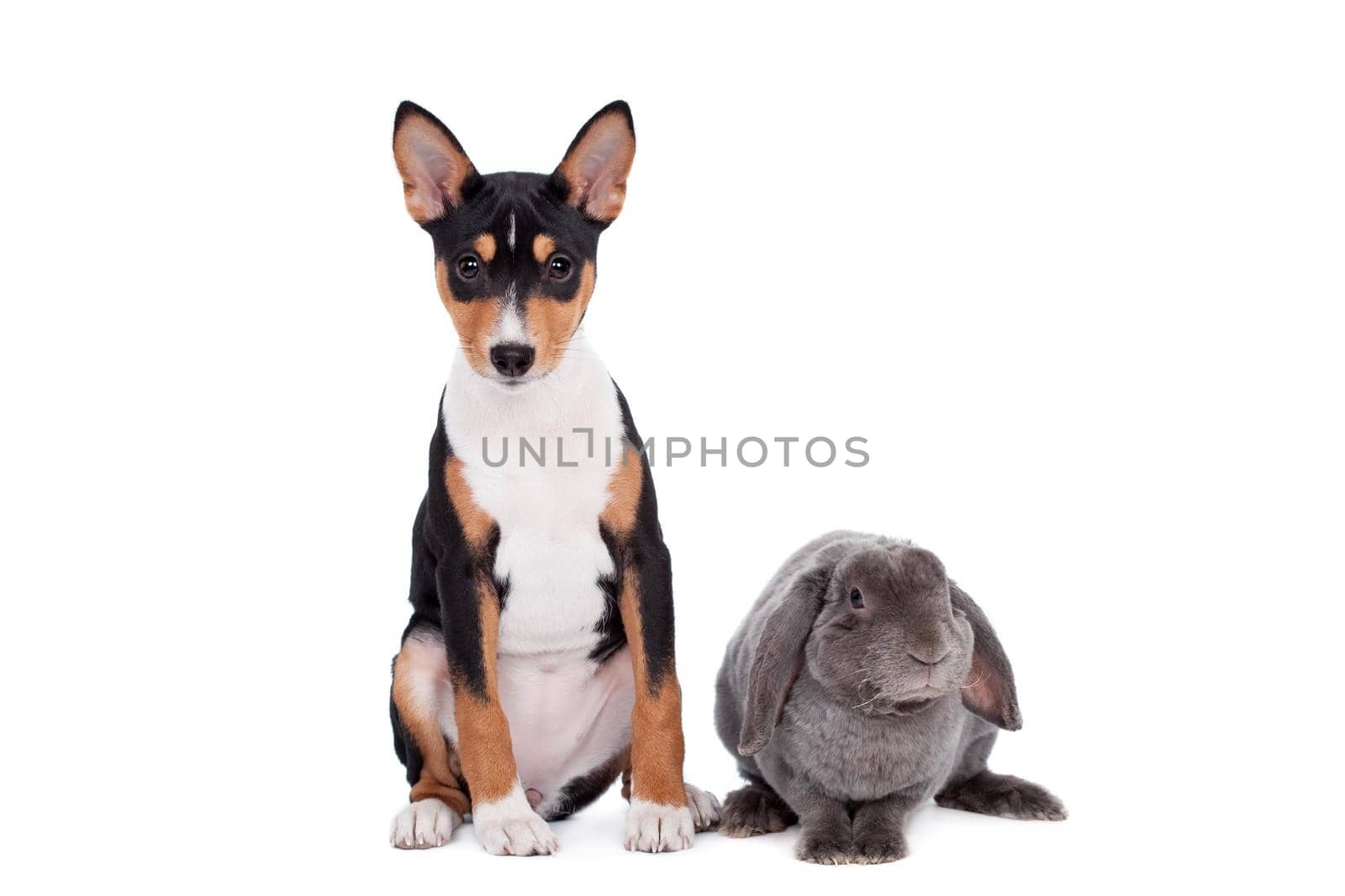 Grey lop-eared rabbit with basenji puppy by RosaJay