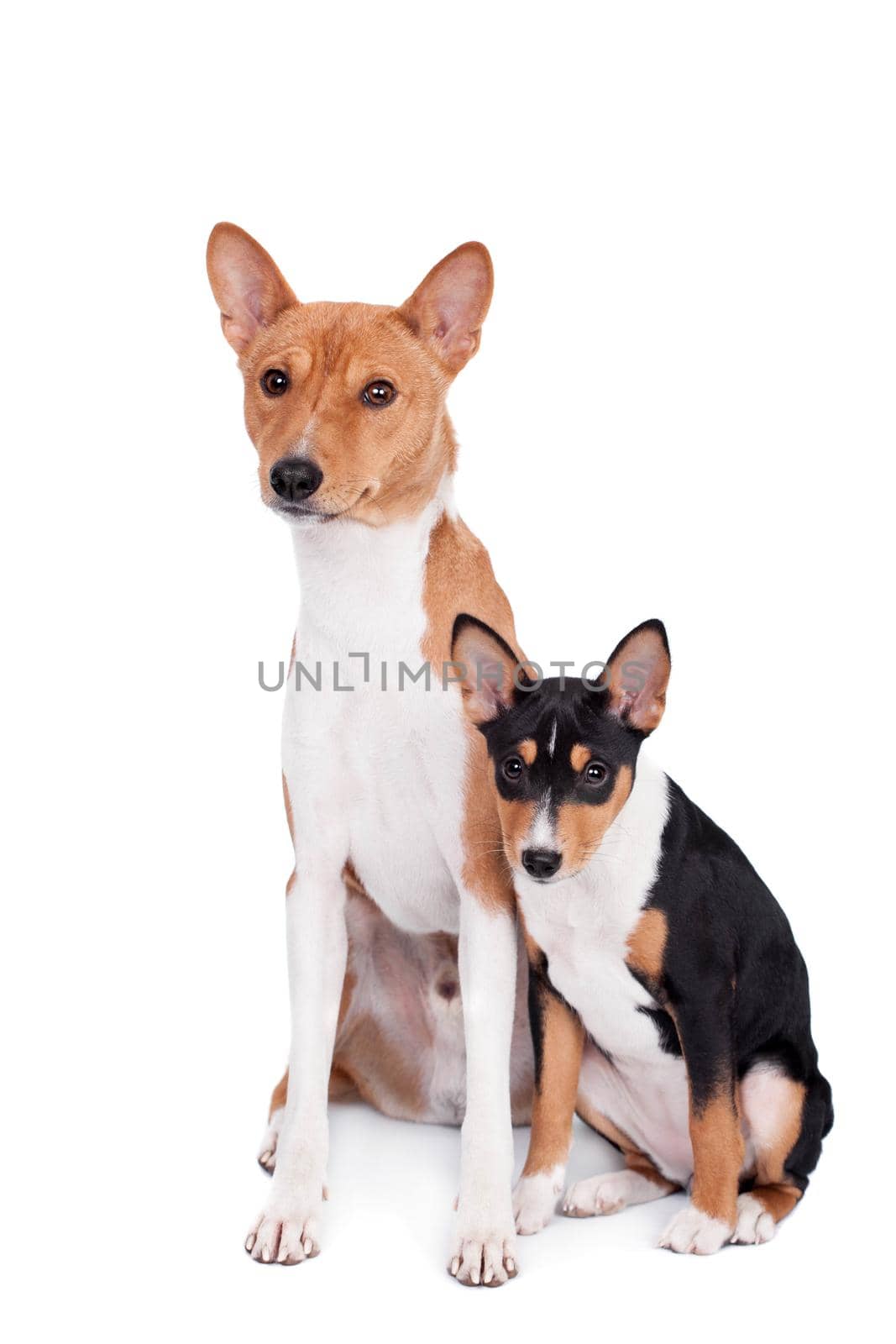 Two Basenjis, 4 years and 3 month old, on white by RosaJay