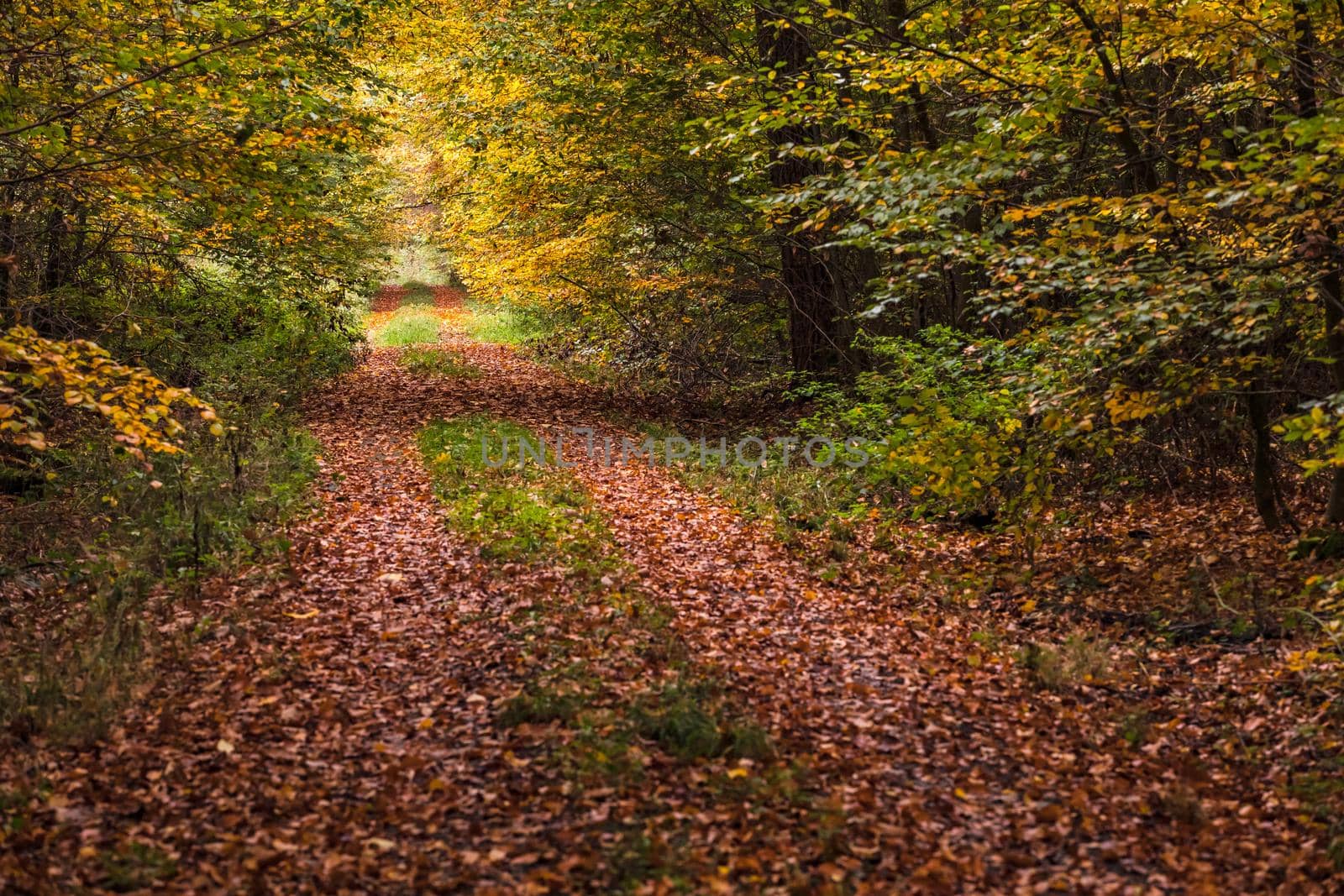Many leaves lie on an autumn forest path in October in Germany