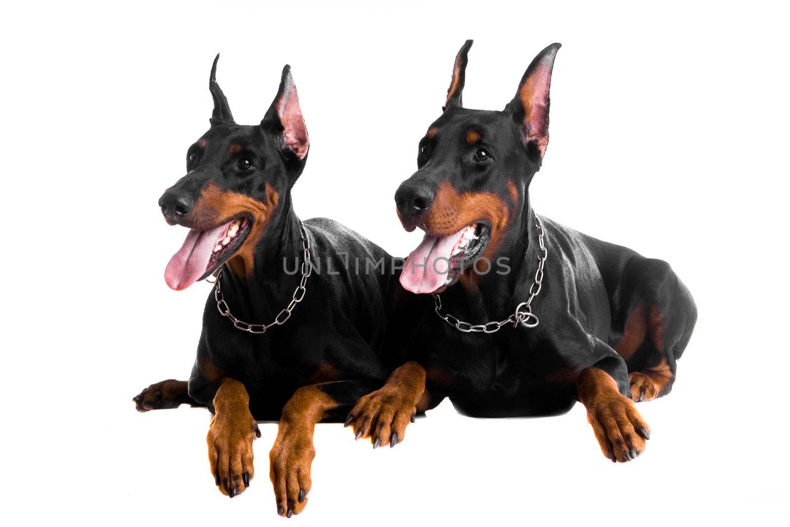 Two black dobermans on the white background