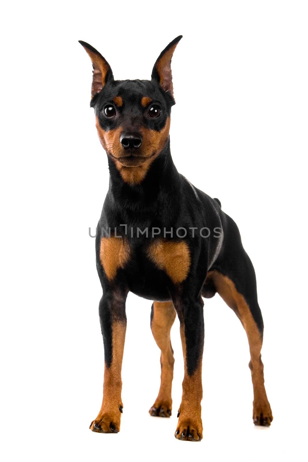 Dwarfish pinscher costs. Isolation on the white background