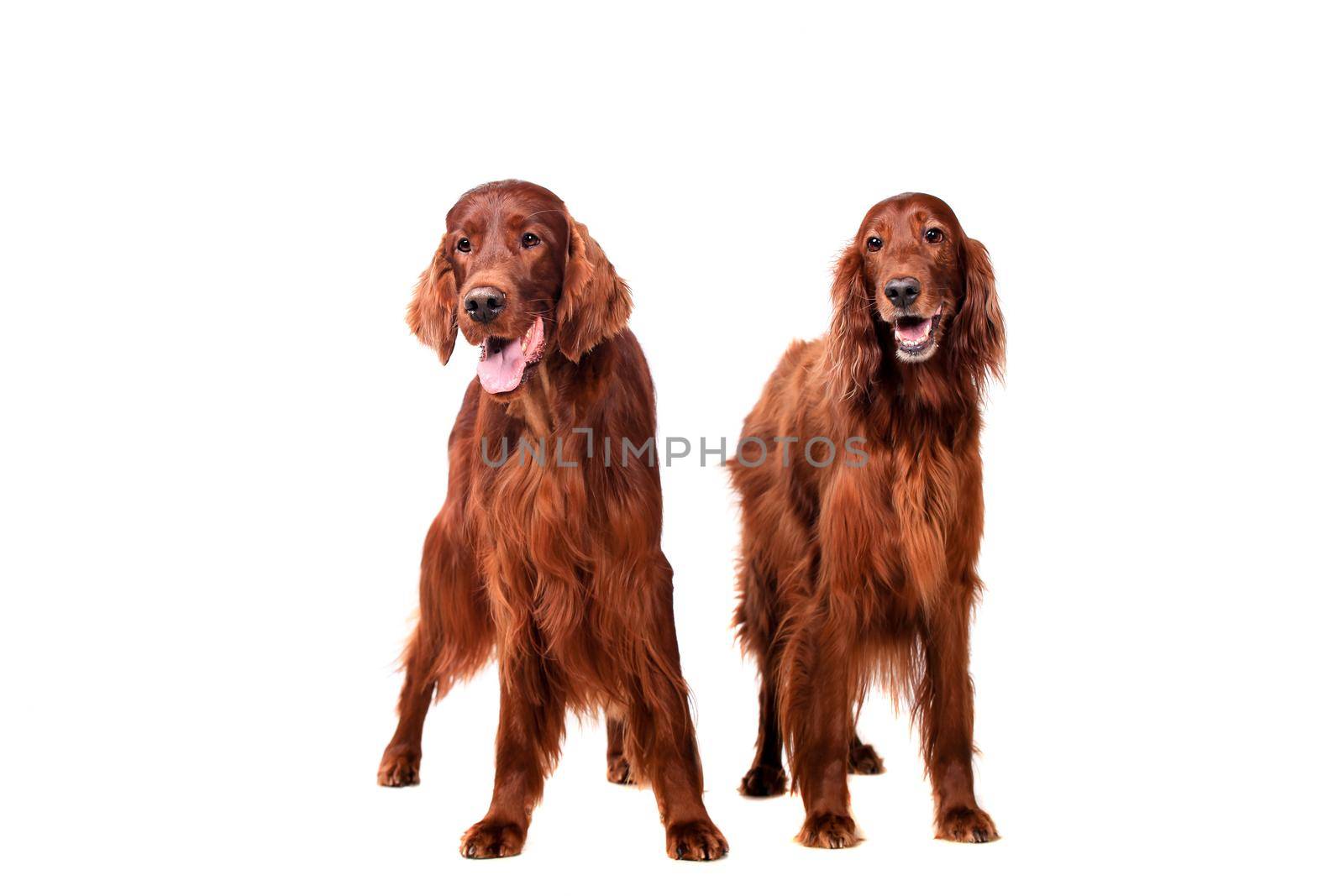 Two Irish Red Setters isolated on white background