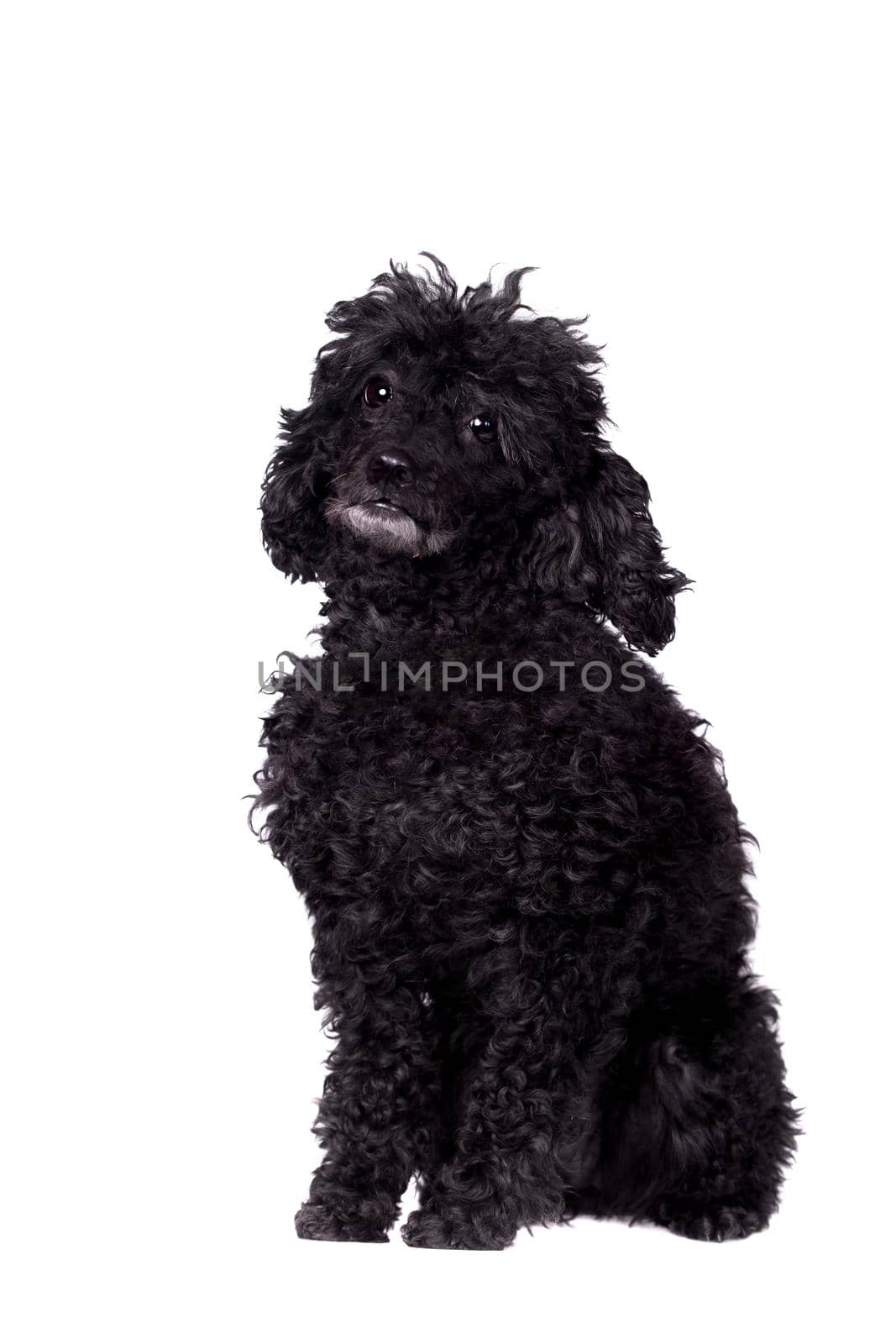Black poodle dog on white by RosaJay