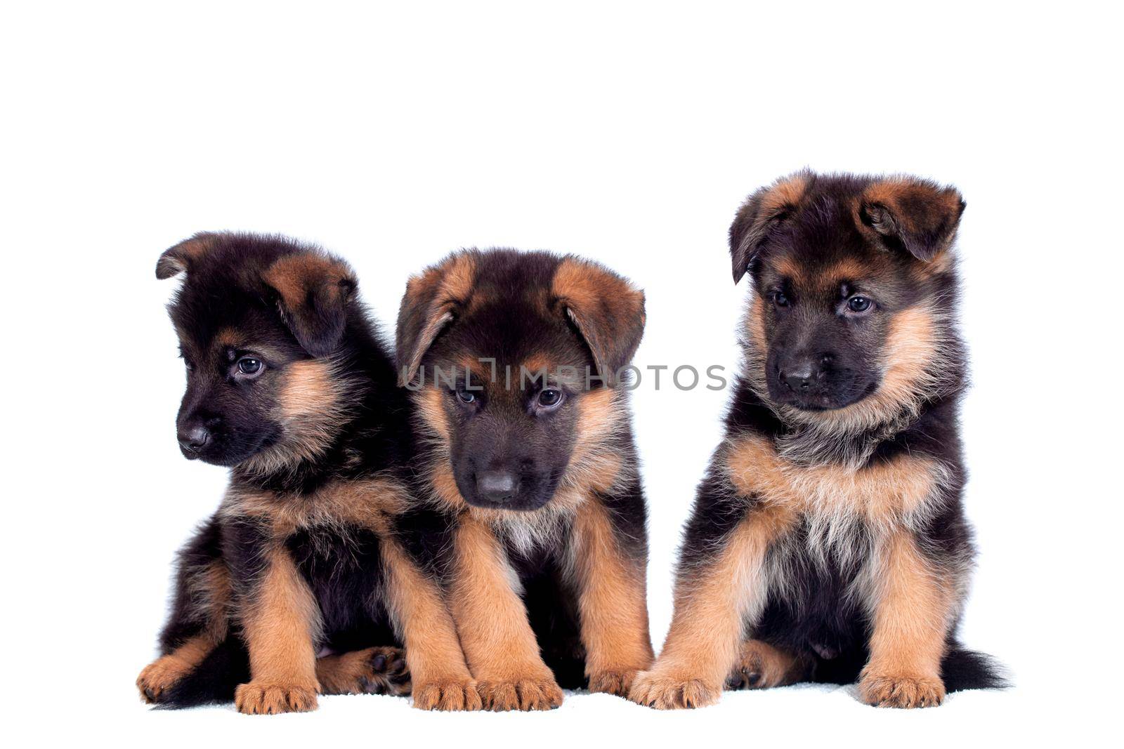 Three German shepherd puppies isolated on white background