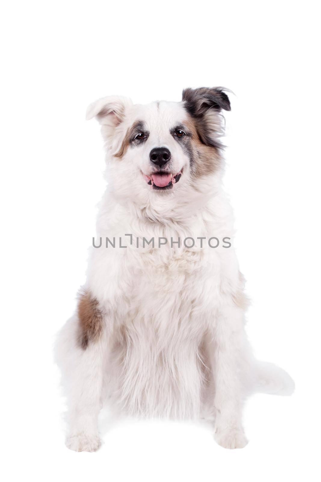 Mixed breed dog on white by RosaJay